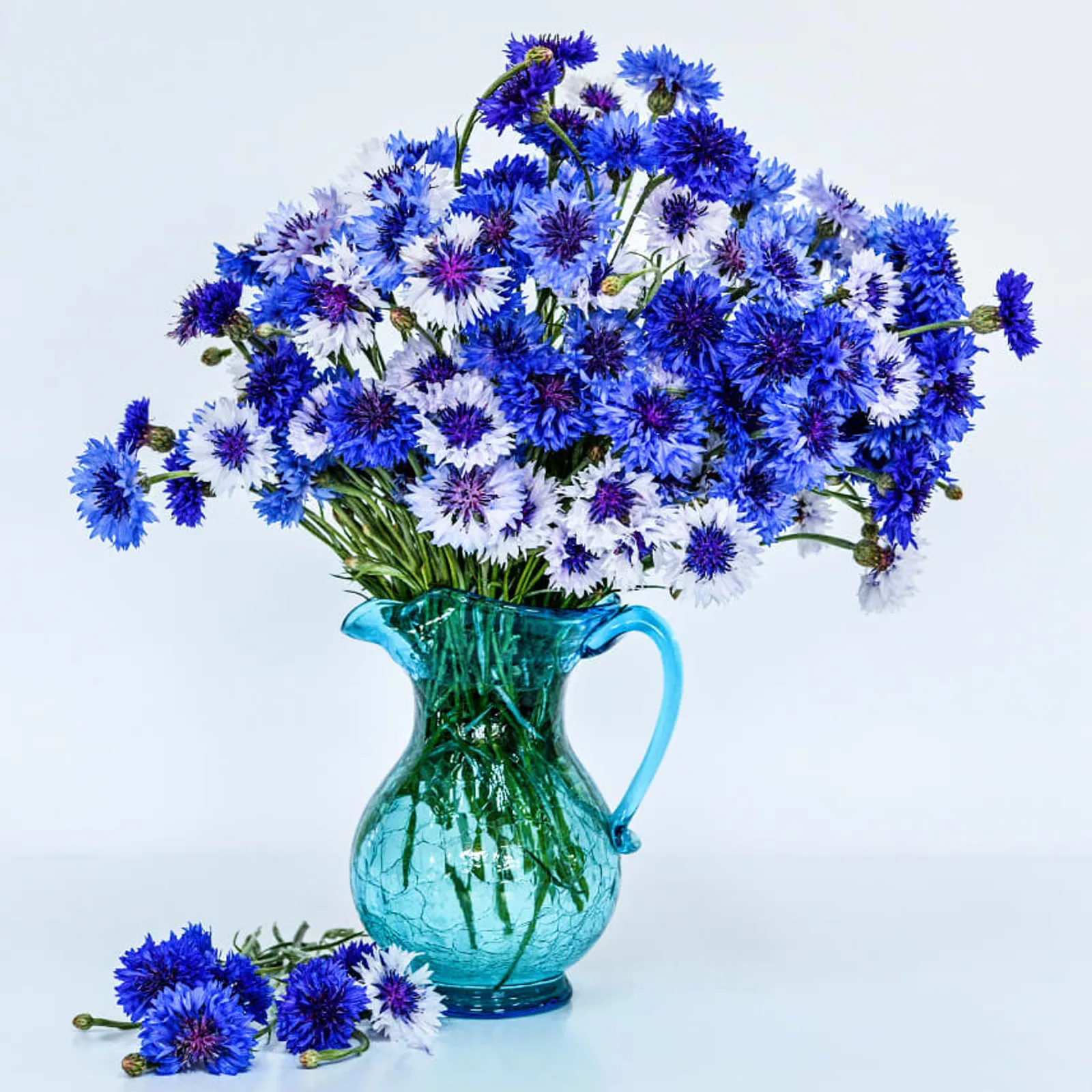 Classic Fantastic Cornflower