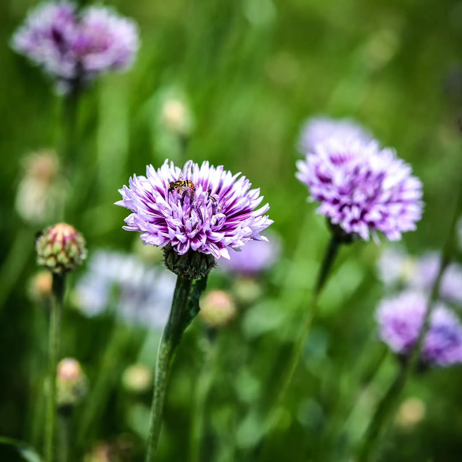Classic Magic Mix Cornflower