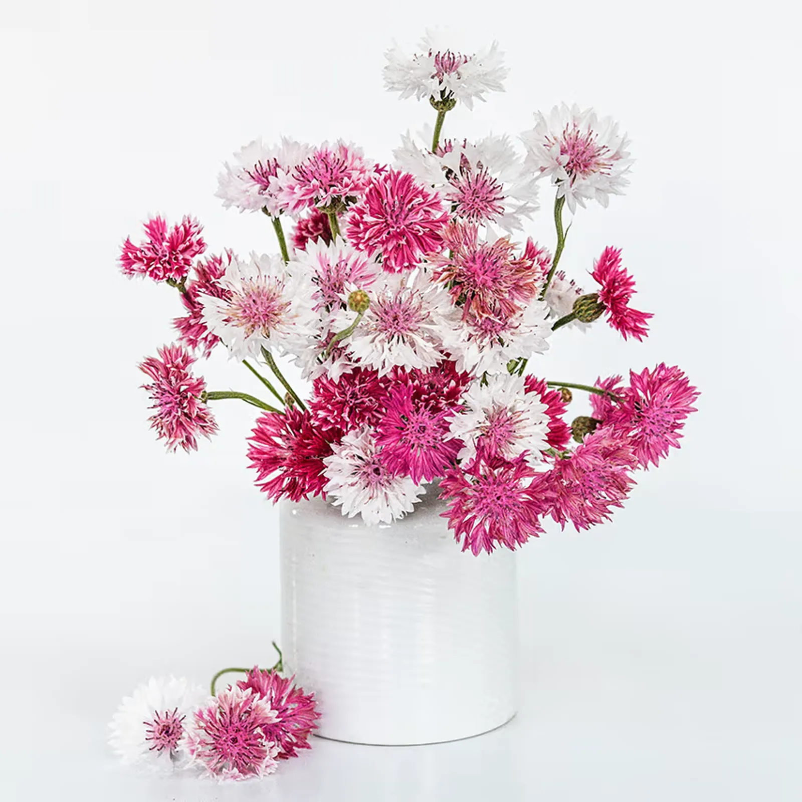 Classic Romantic Cornflower