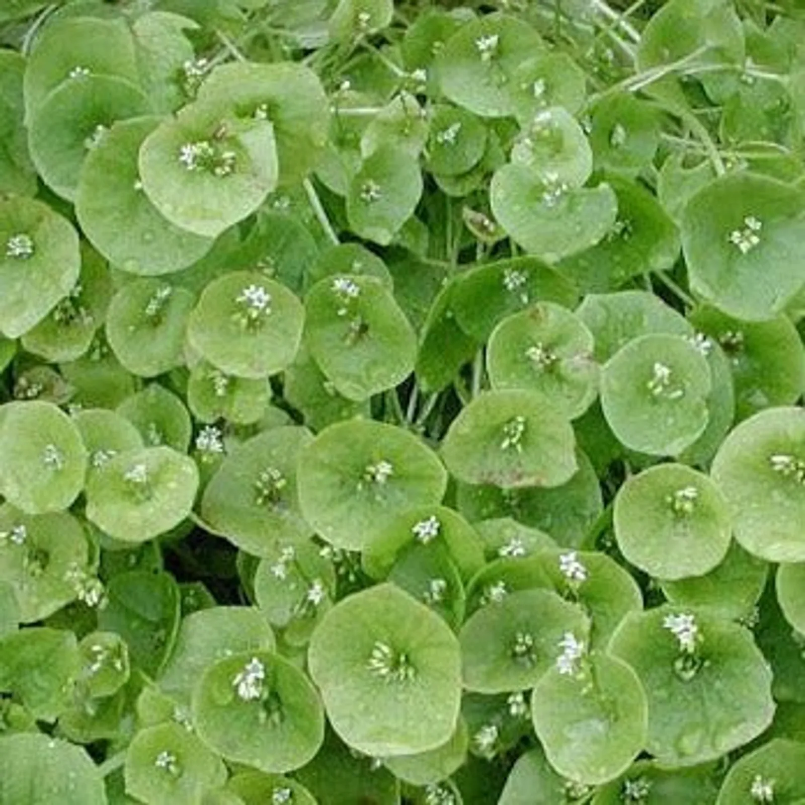 Claytonia Miner's Lettuce Purslane