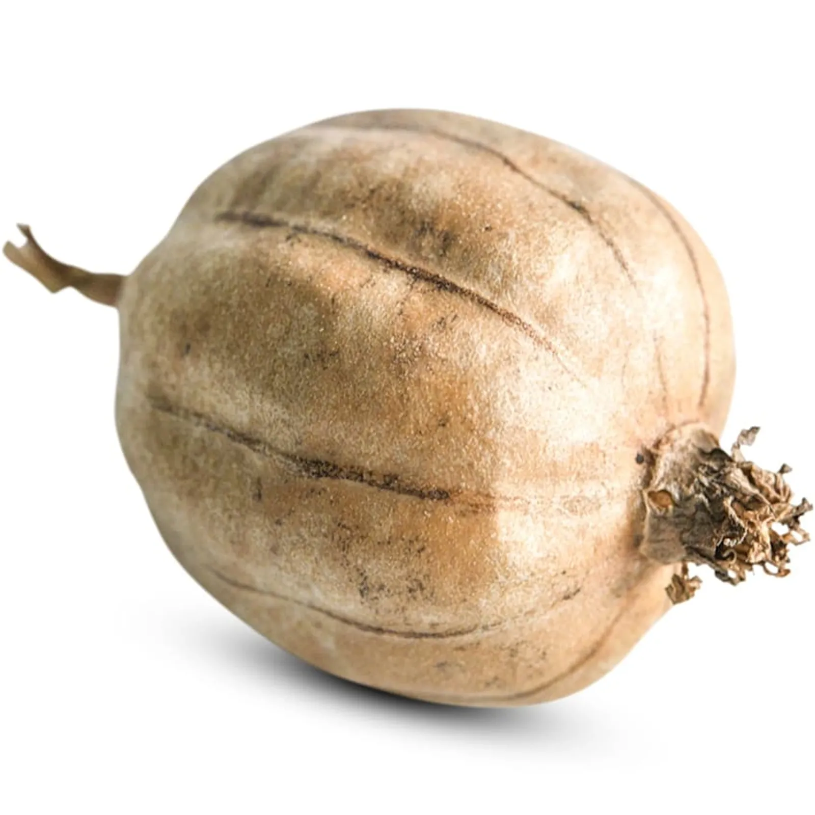 Cluster Ridge Luffa Gourds