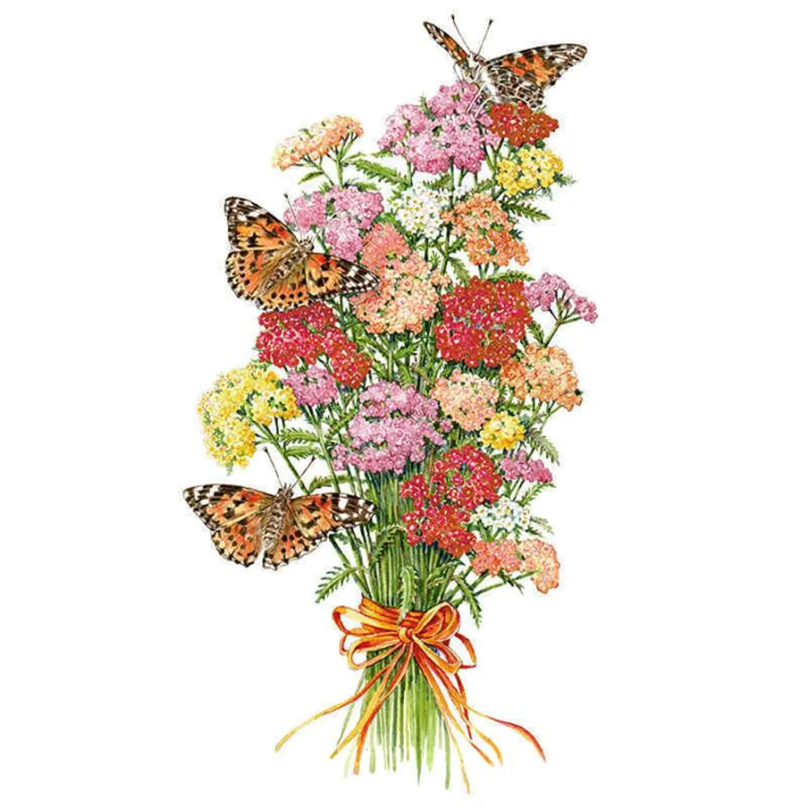 Colorado Blend Yarrow