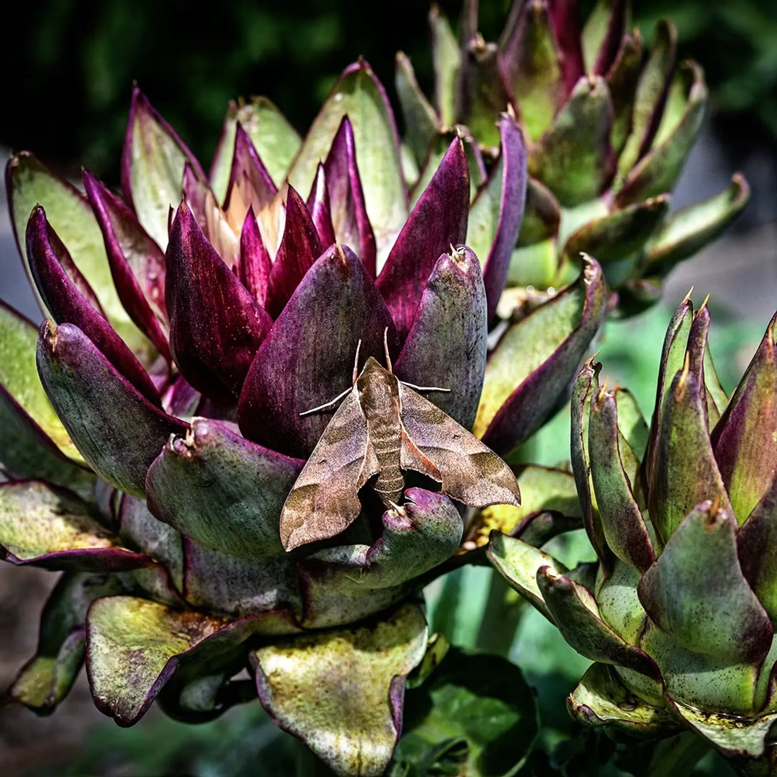Colorado Red Star Artichoke