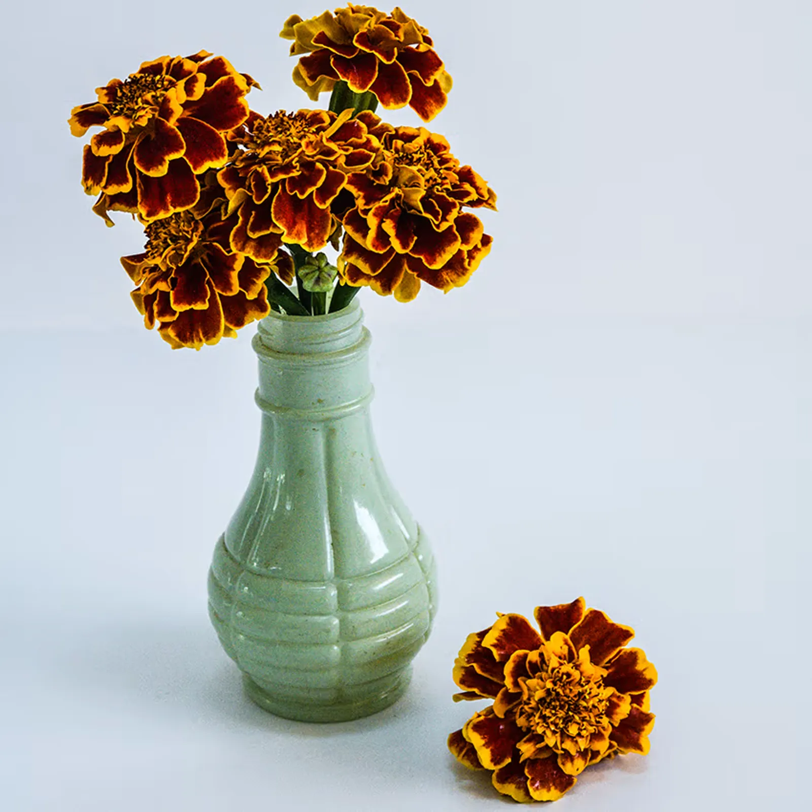 Colossus Red Gold Bicolor Marigold