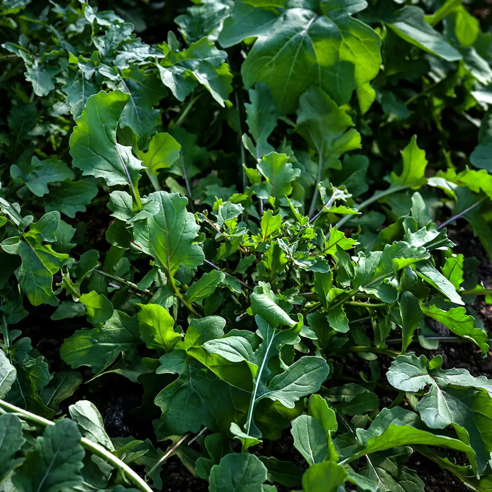 Common Arugula