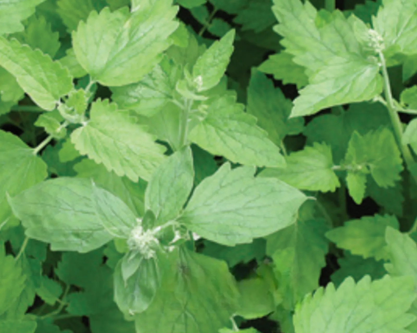 Common Catnip