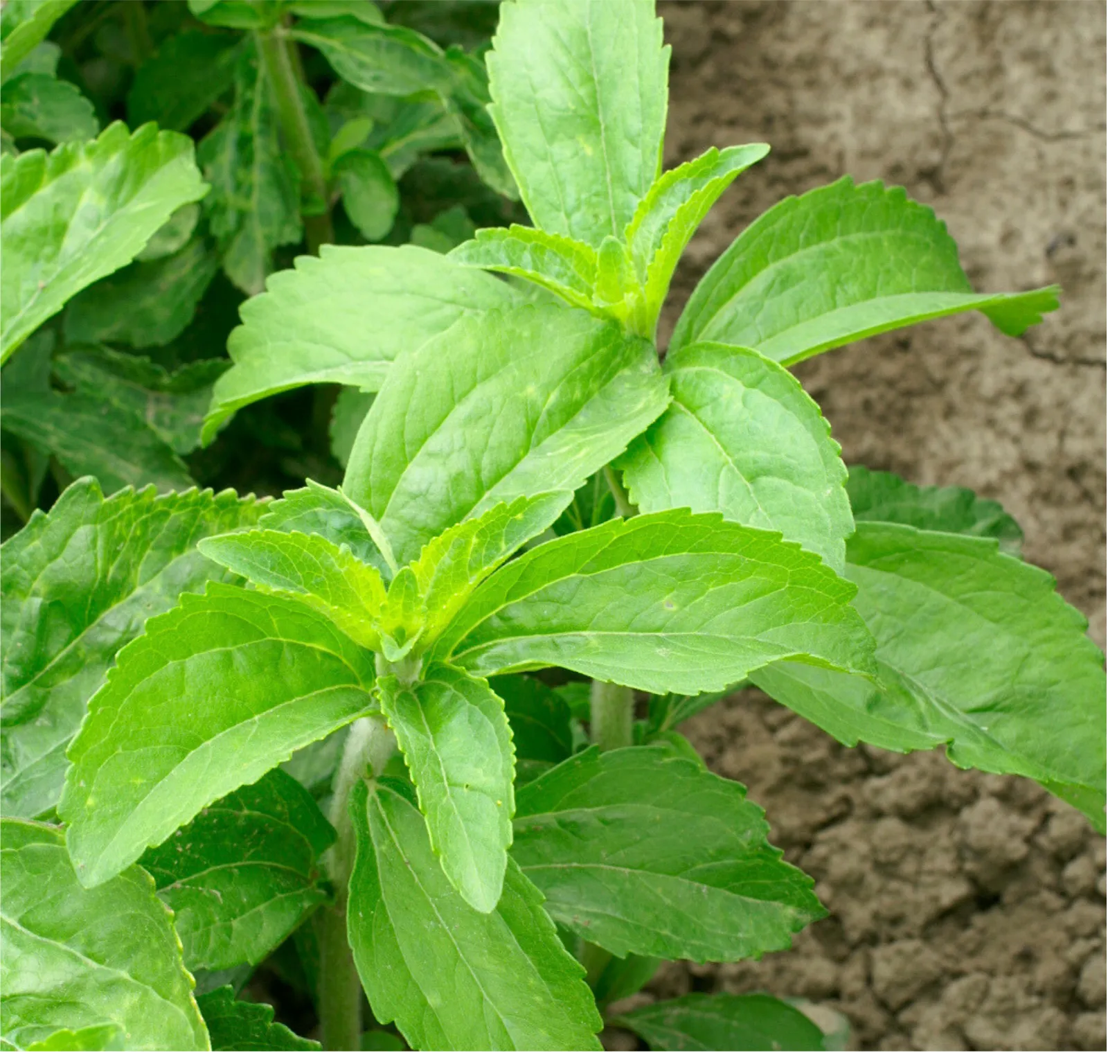 Common Stevia