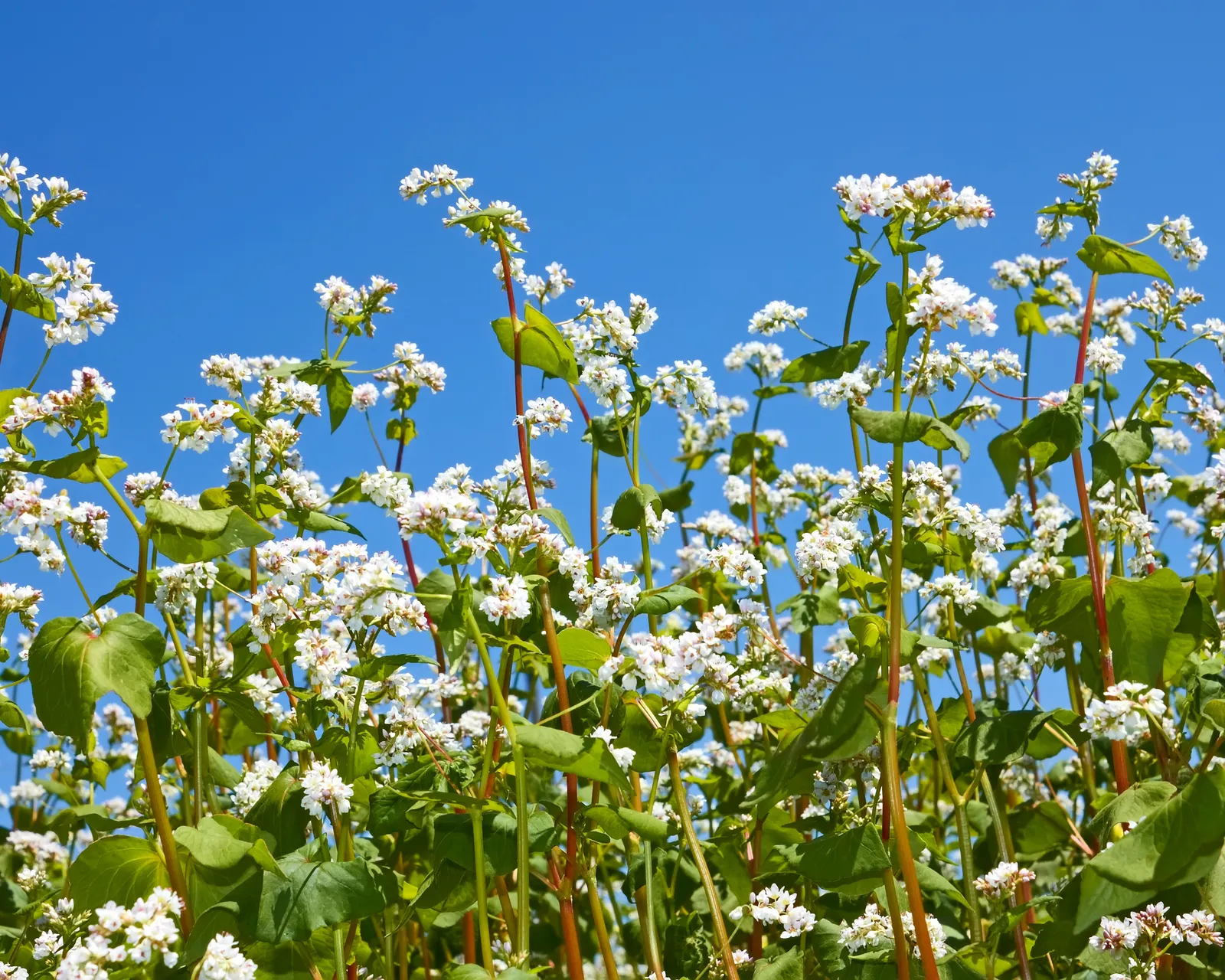 Common Buckwheat