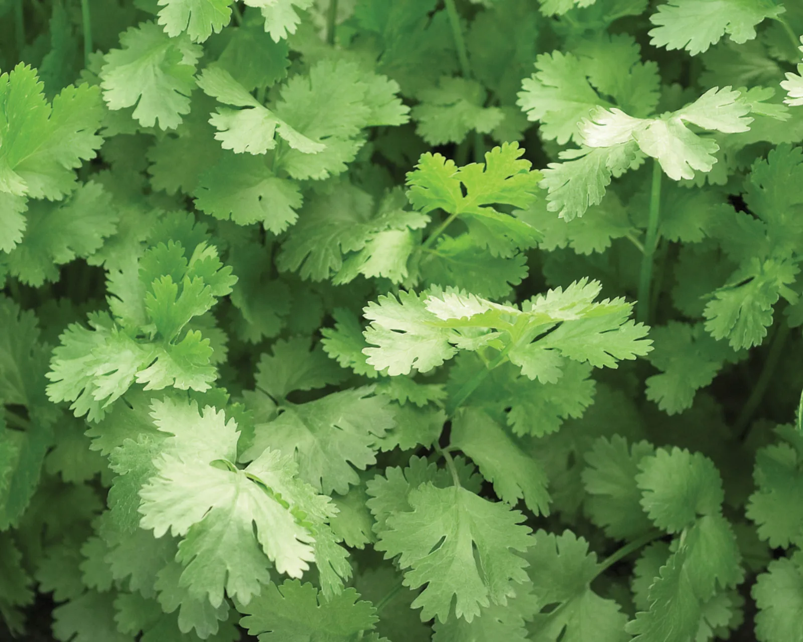 Common Cilantro