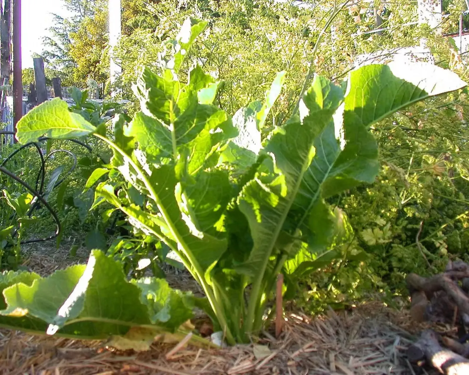 Common Horseradish