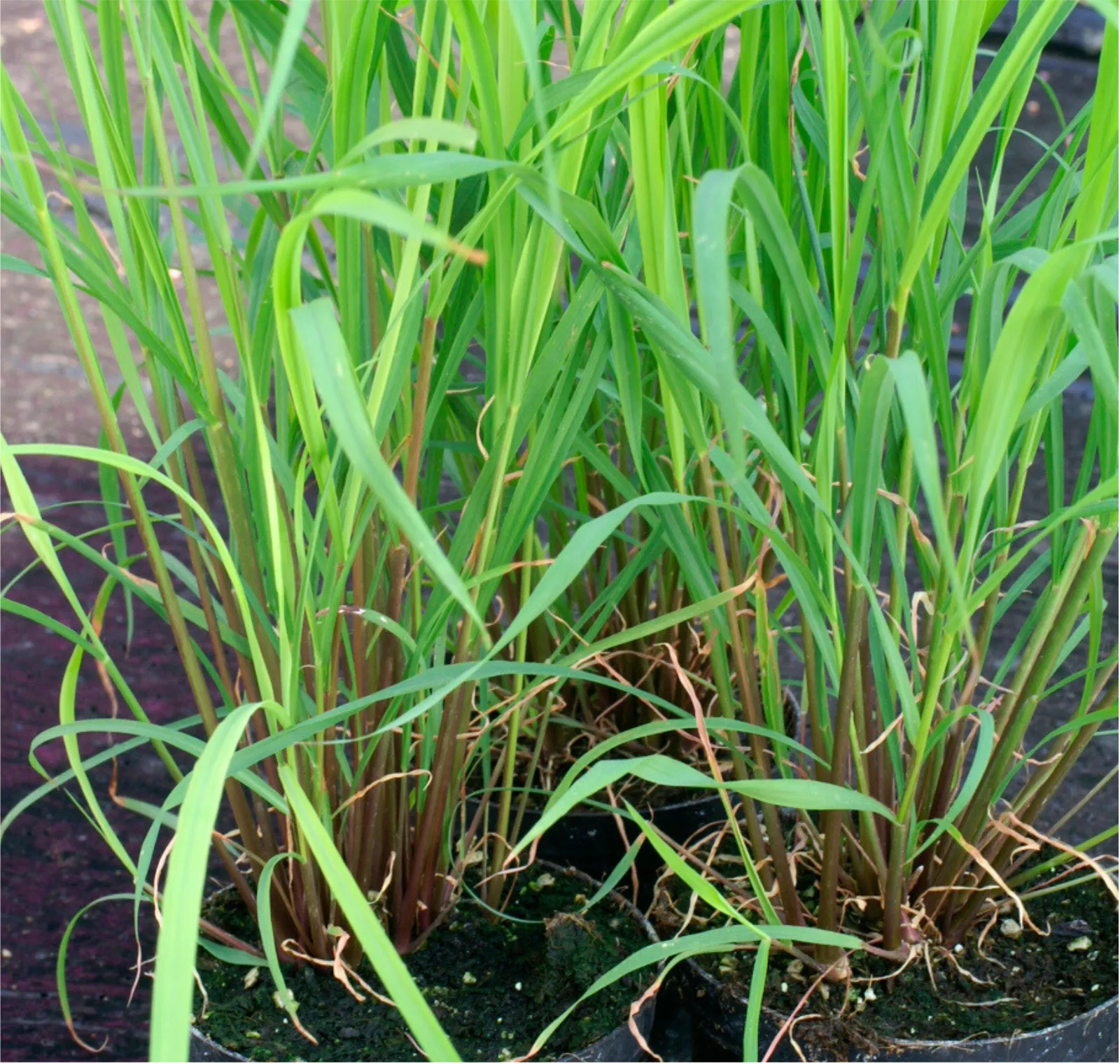 Common Lemongrass