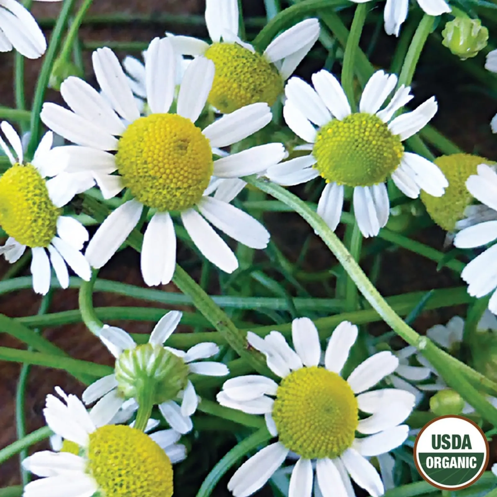 Common Chamomile