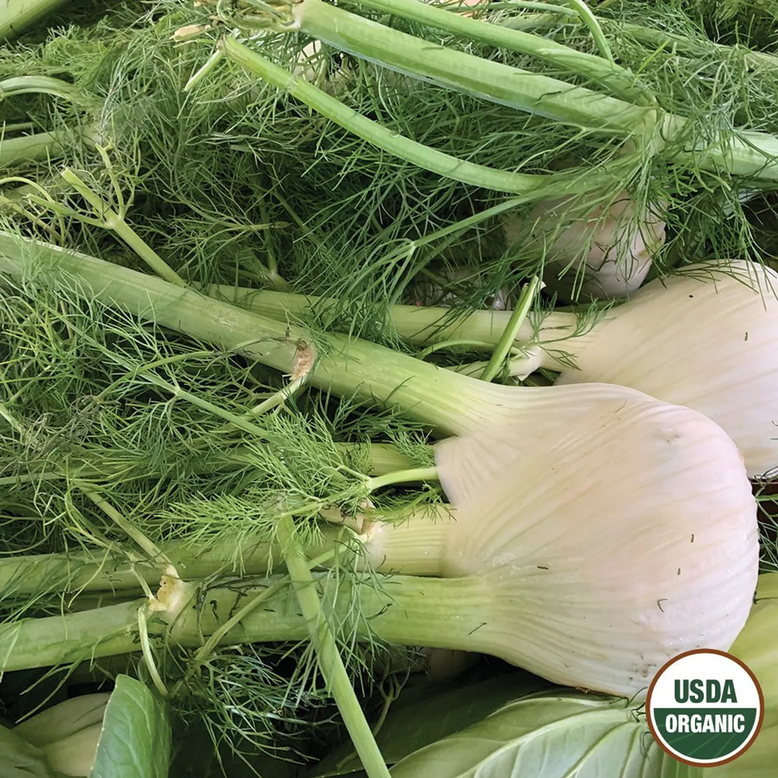 Common Fennel