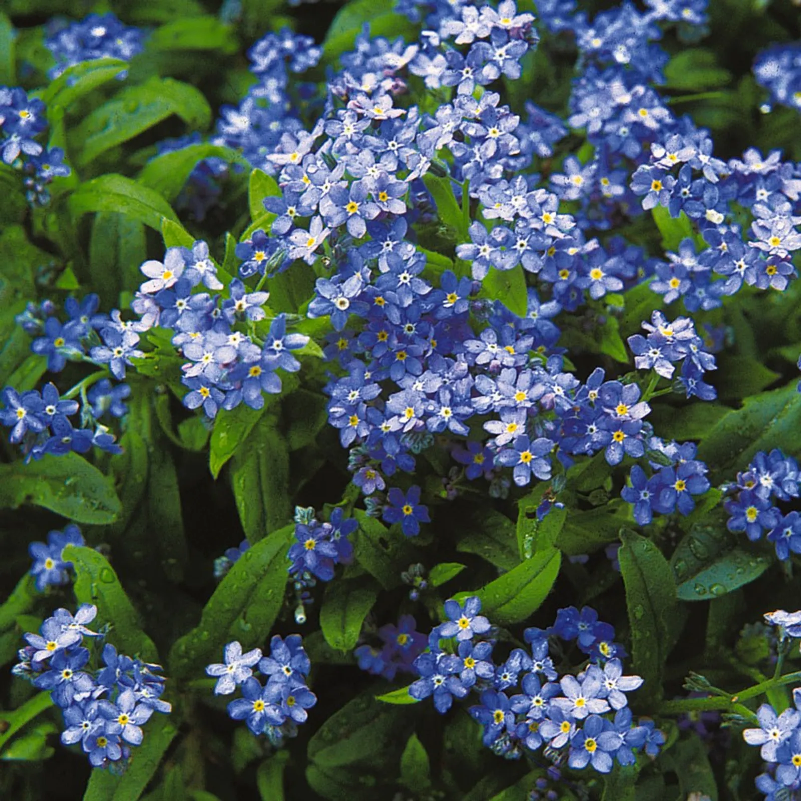 Common Forget-Me-Not
