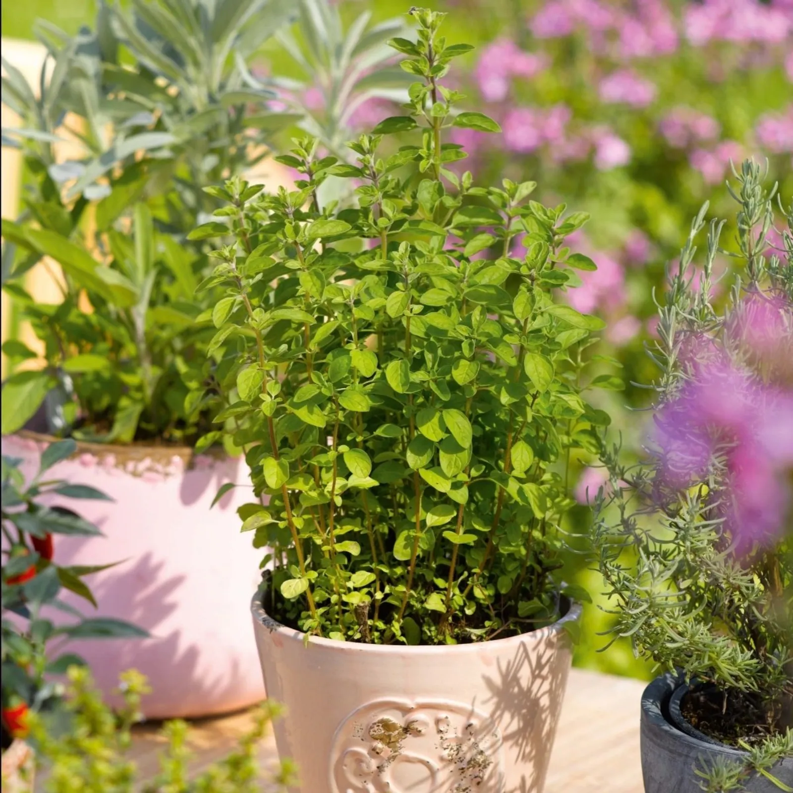 Common Oregano
