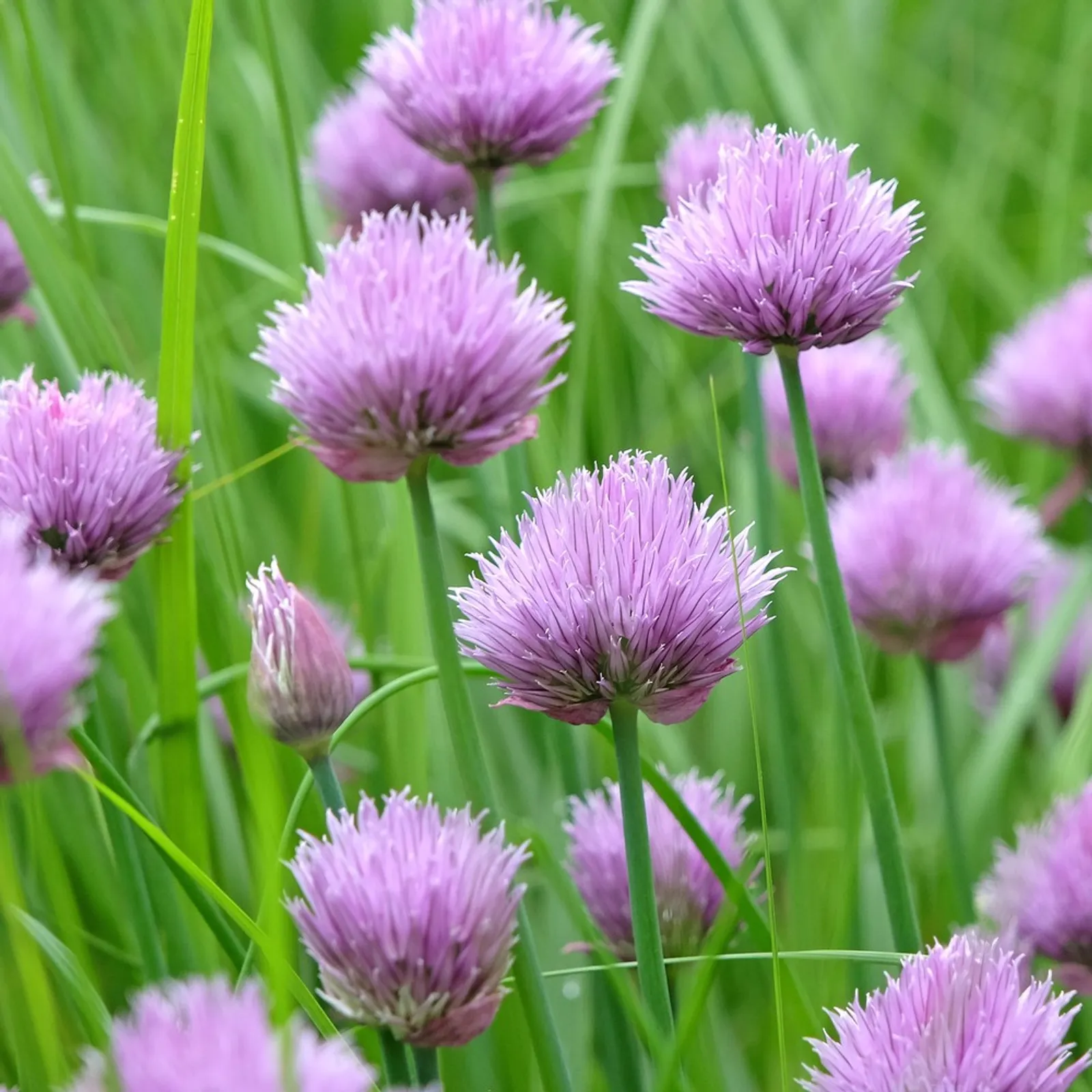 Common Chives