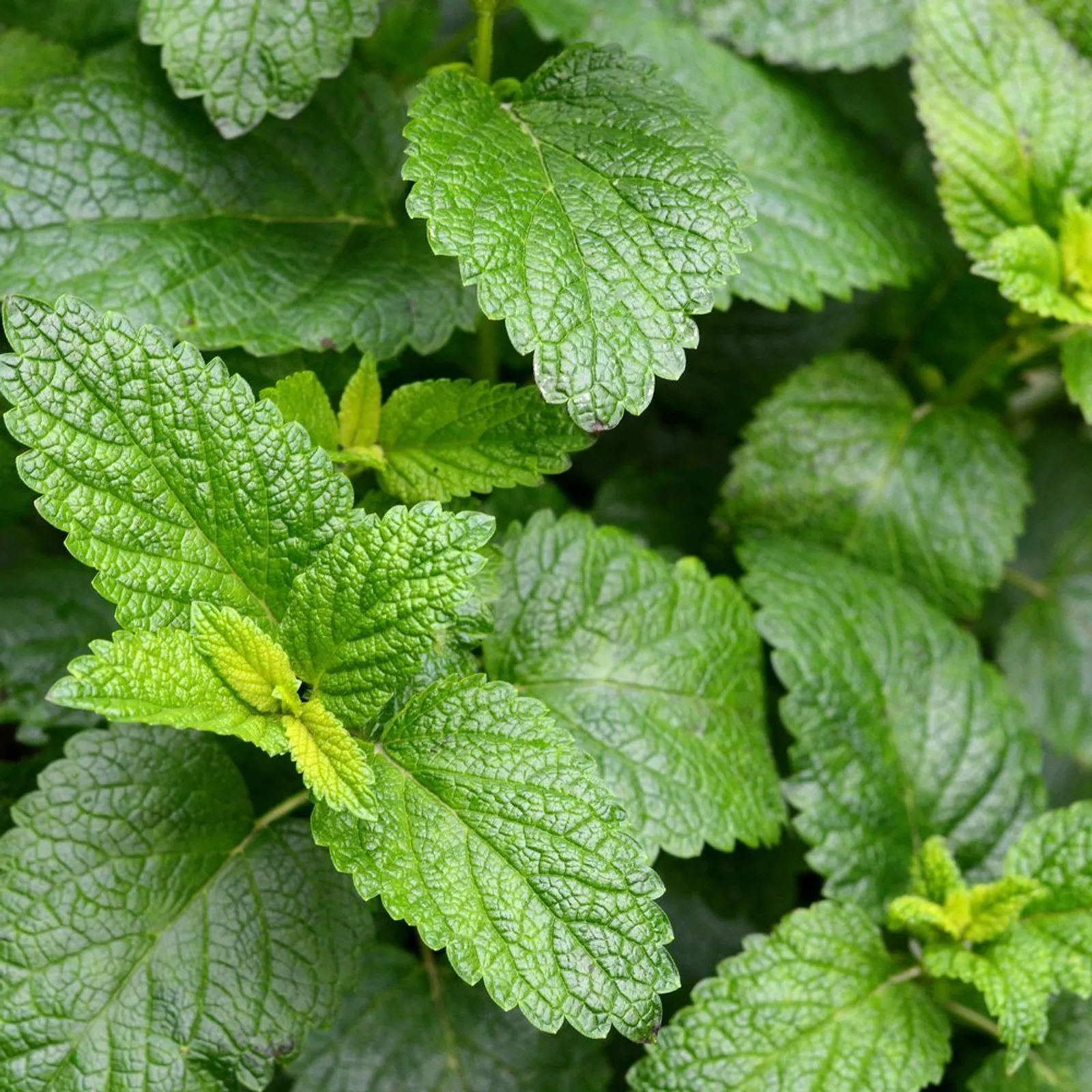 Common Lemon Balm