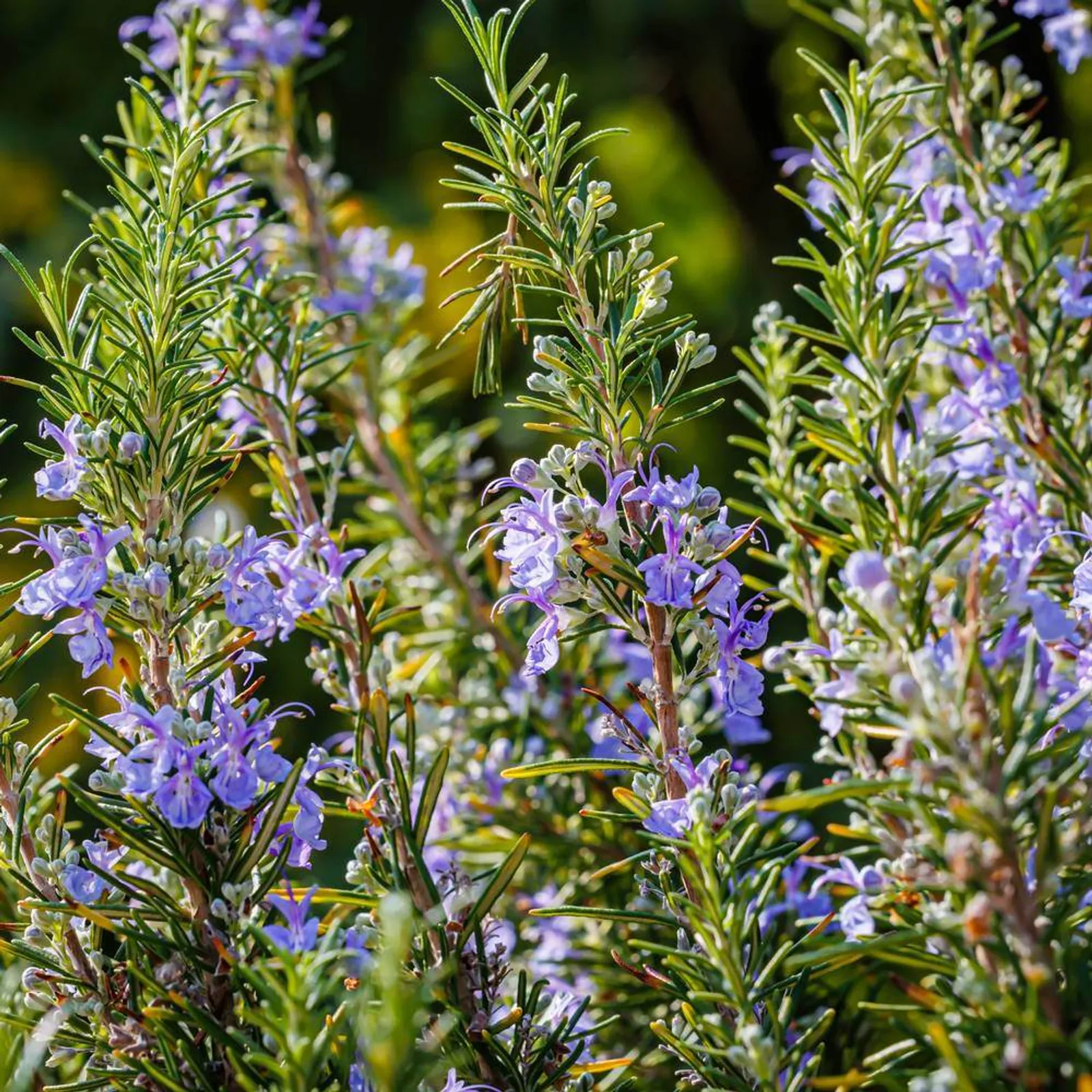 Common Rosemary