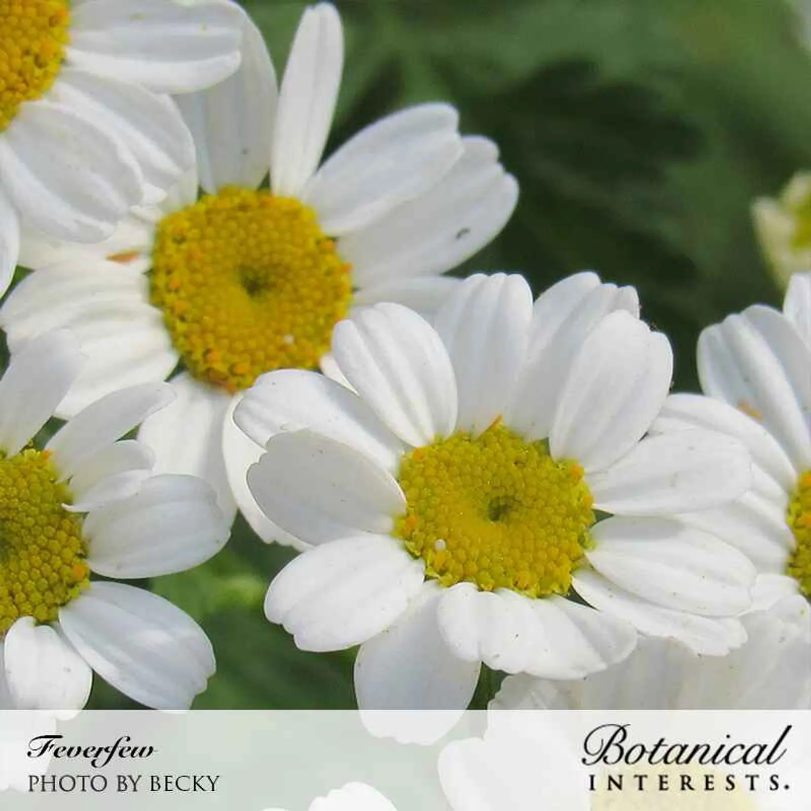 Common Feverfew