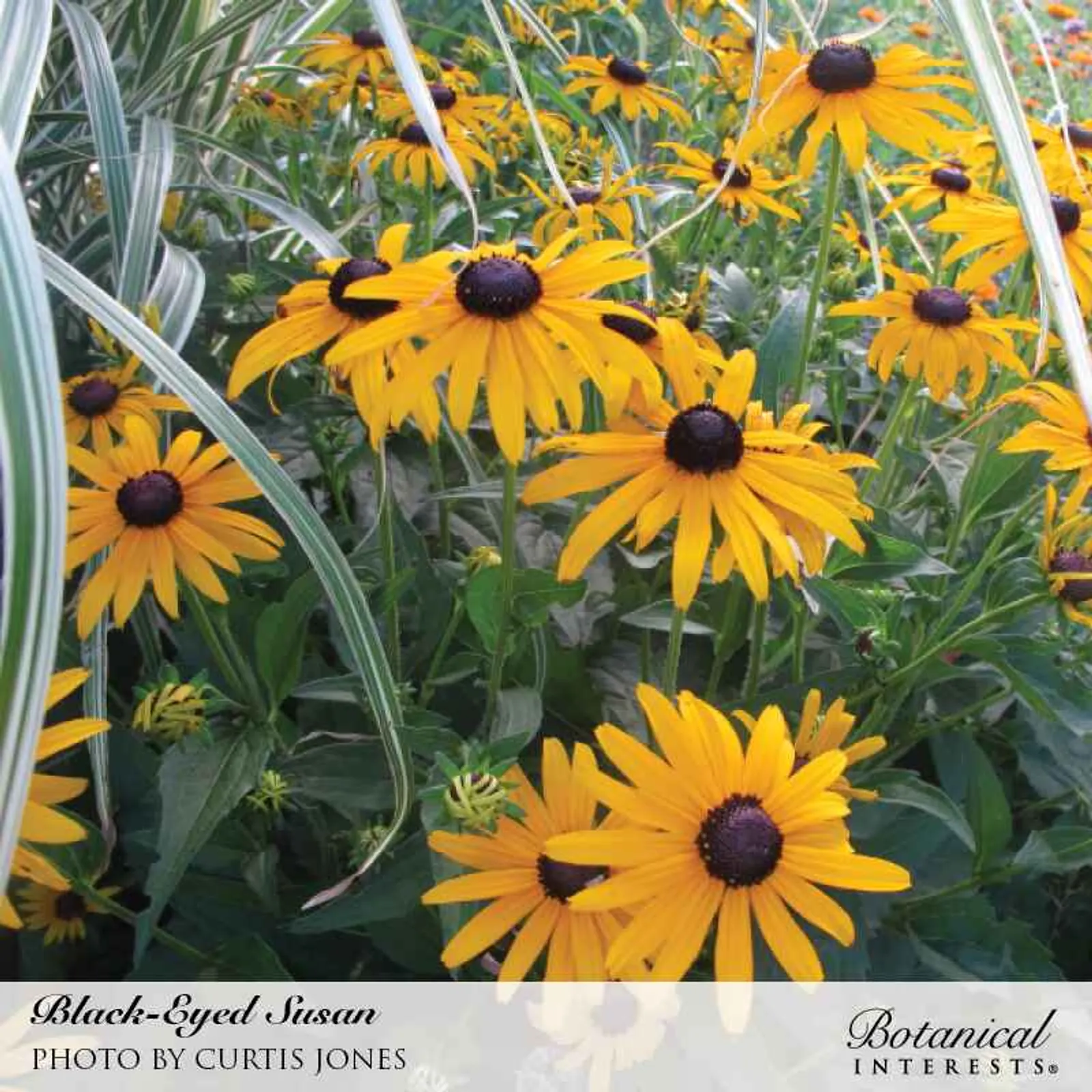 Common Black-Eyed Susan