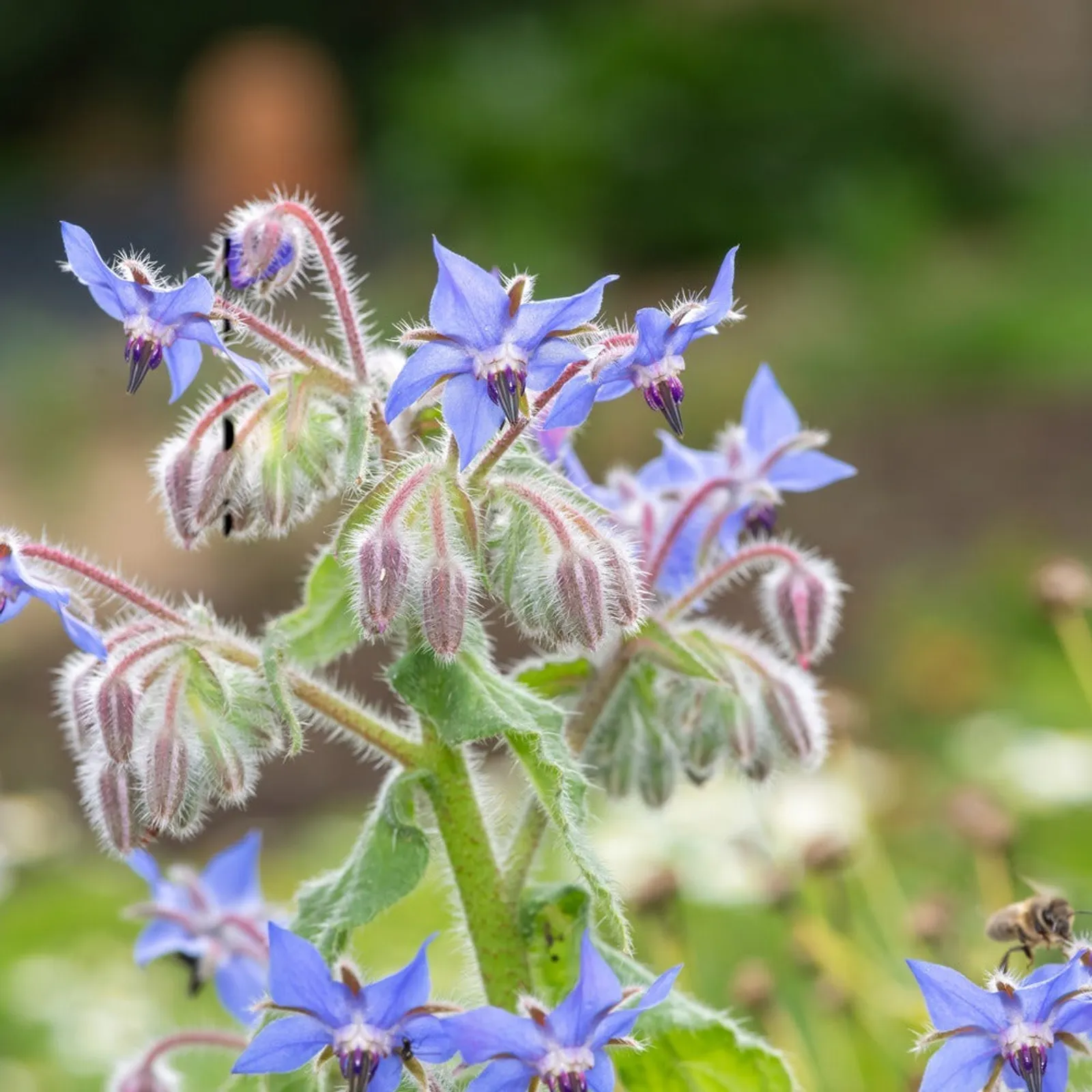 Common Borage