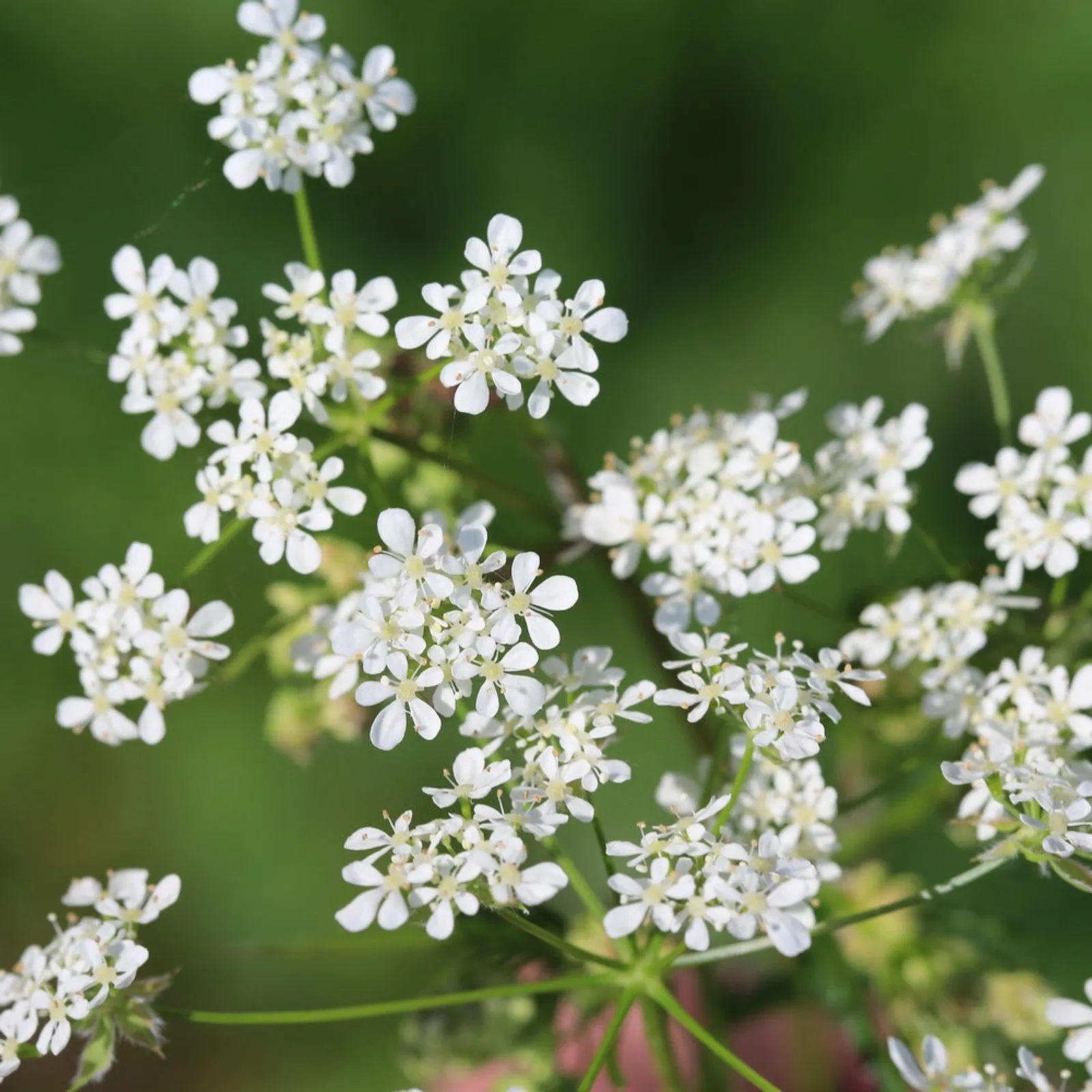Common Chervil