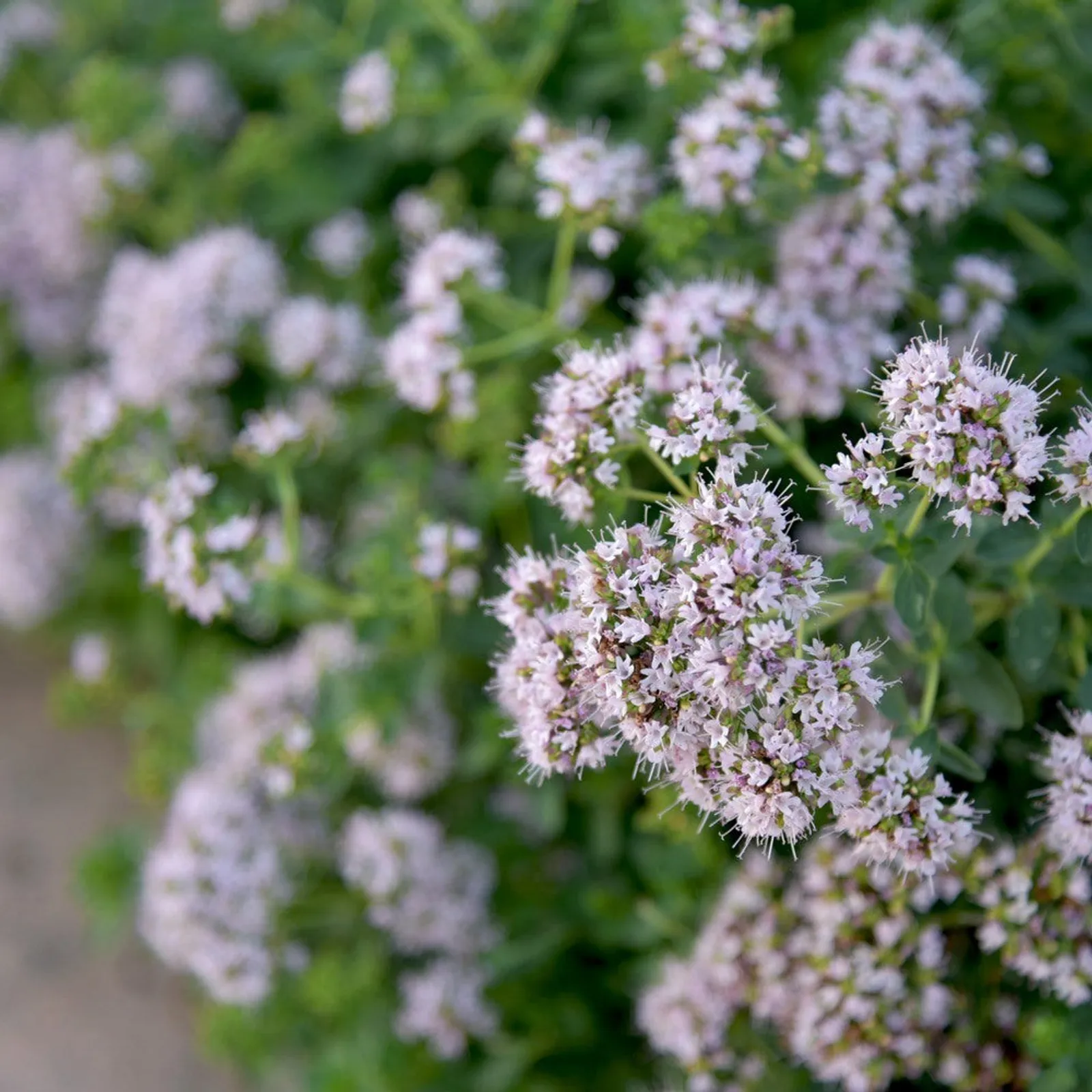 Common Marjoram