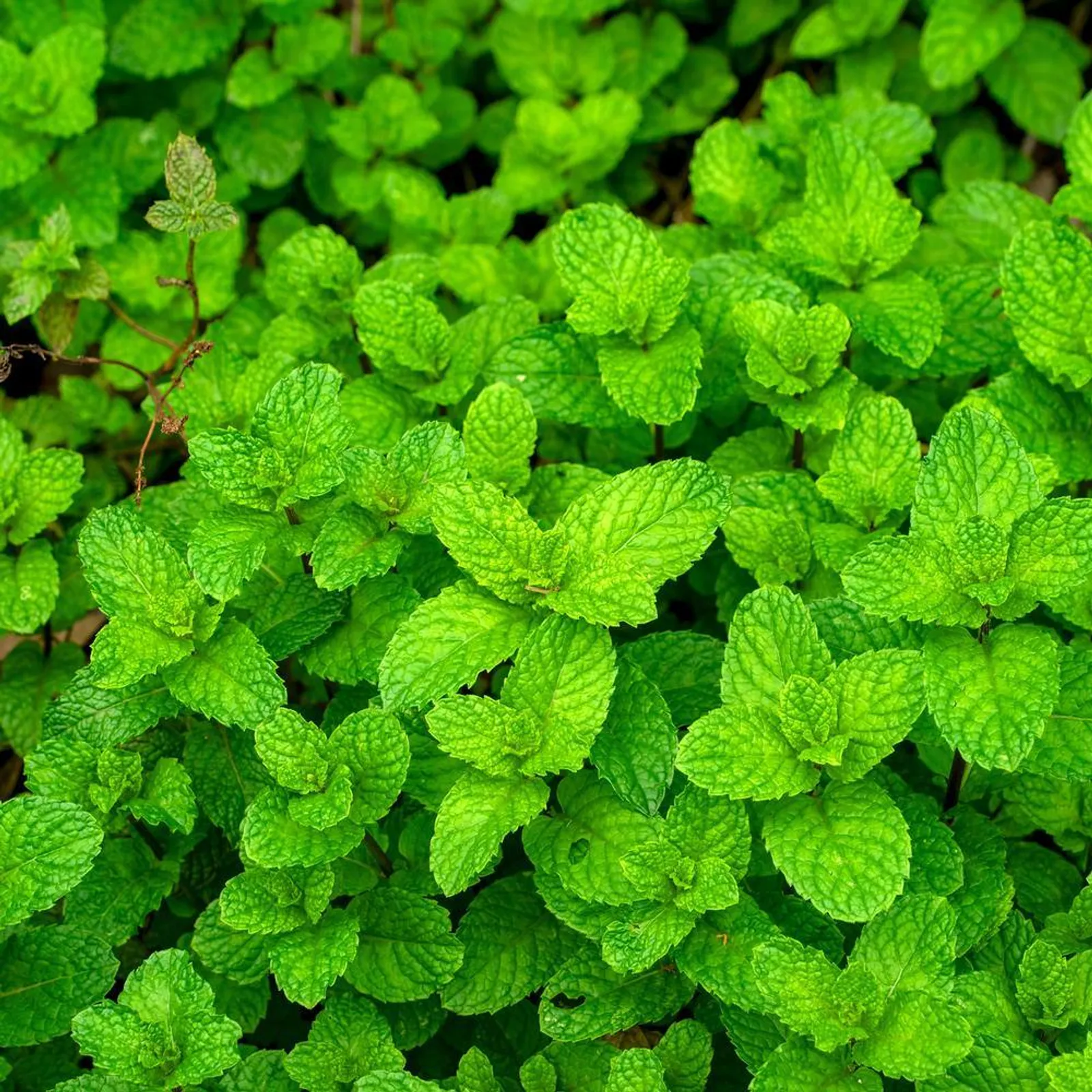 Common Mint