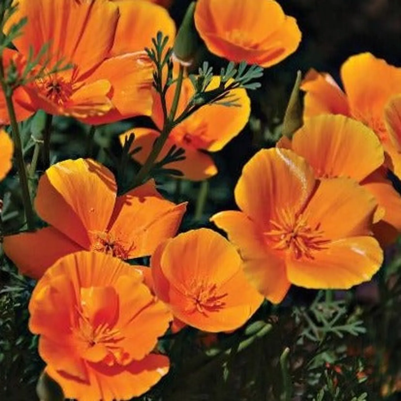 Common California Poppy