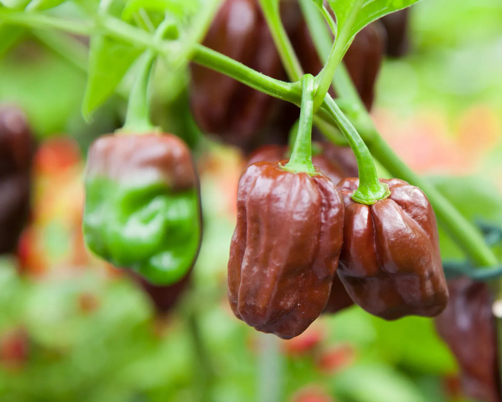 Congo Black Peppers