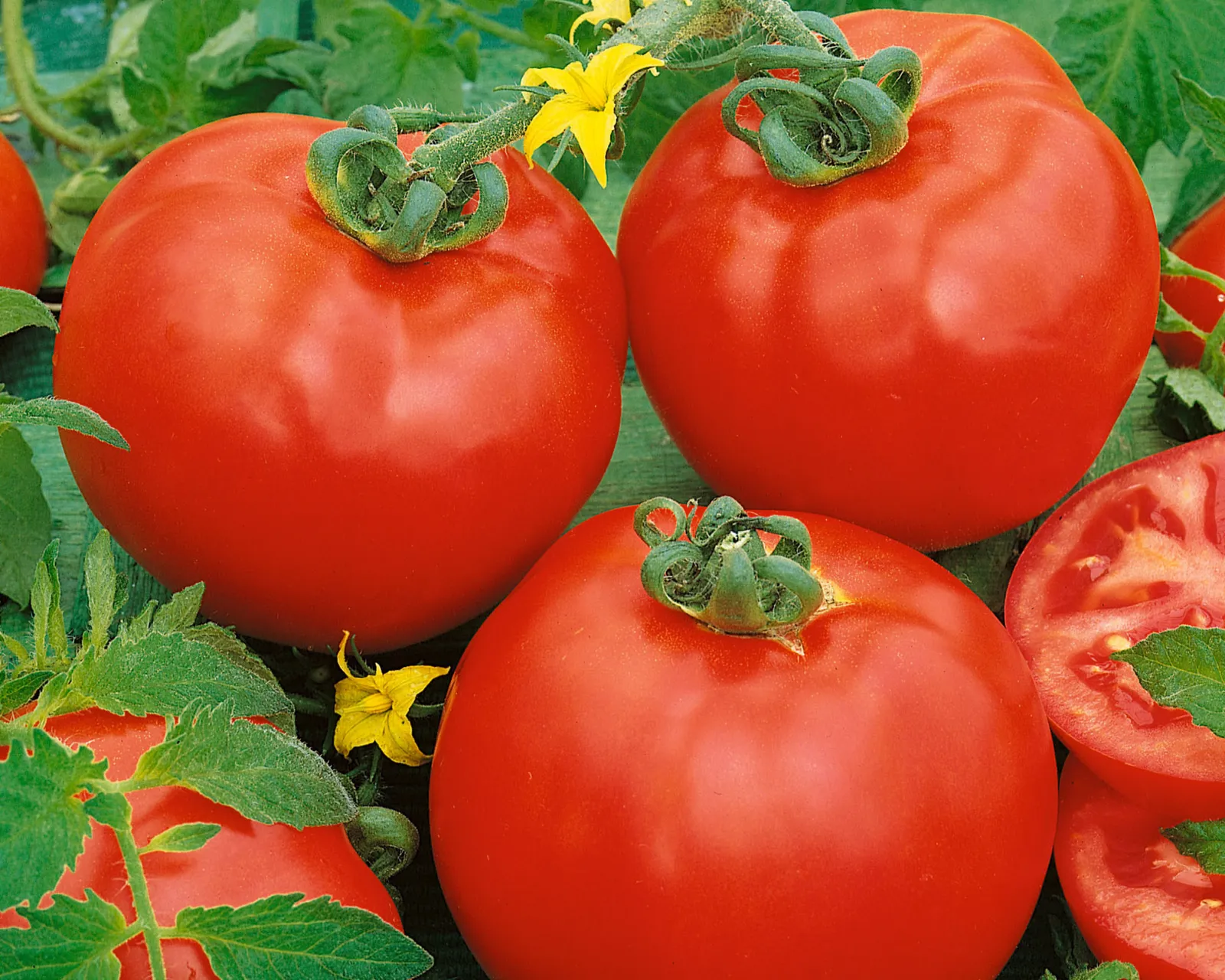 Container's Choice Red Tomatoes