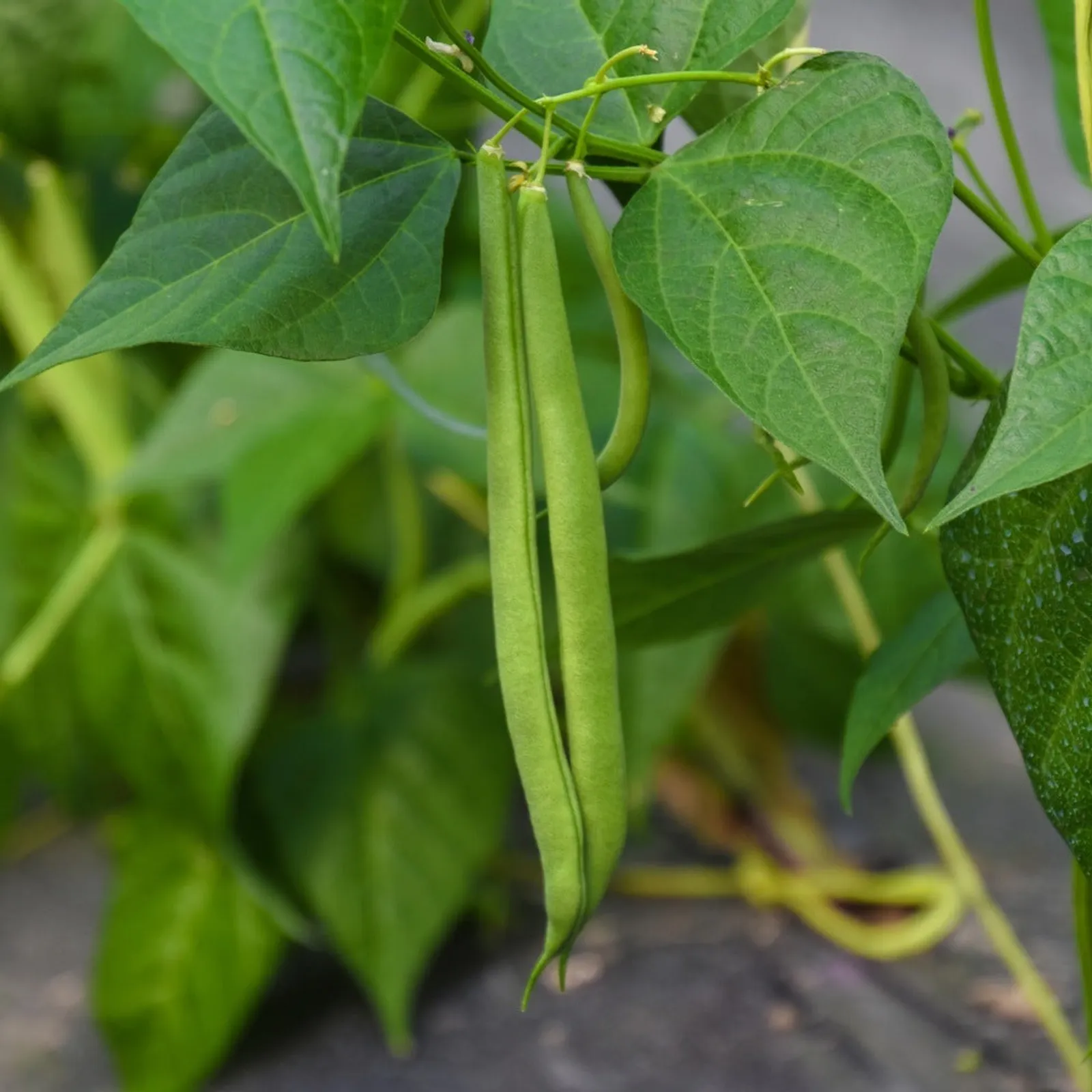 Contender Beans
