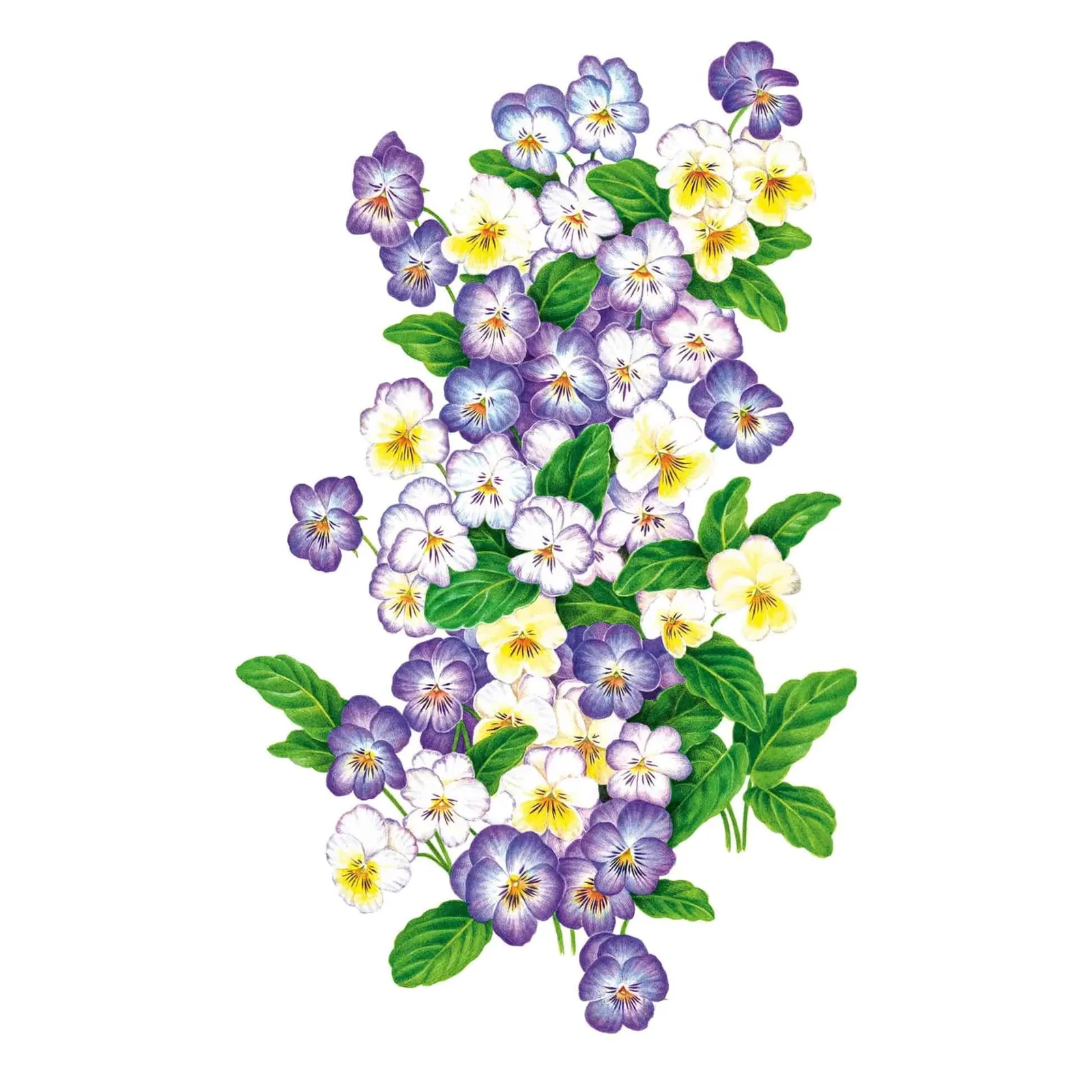 Cool Summer Breeze Viola Pansy