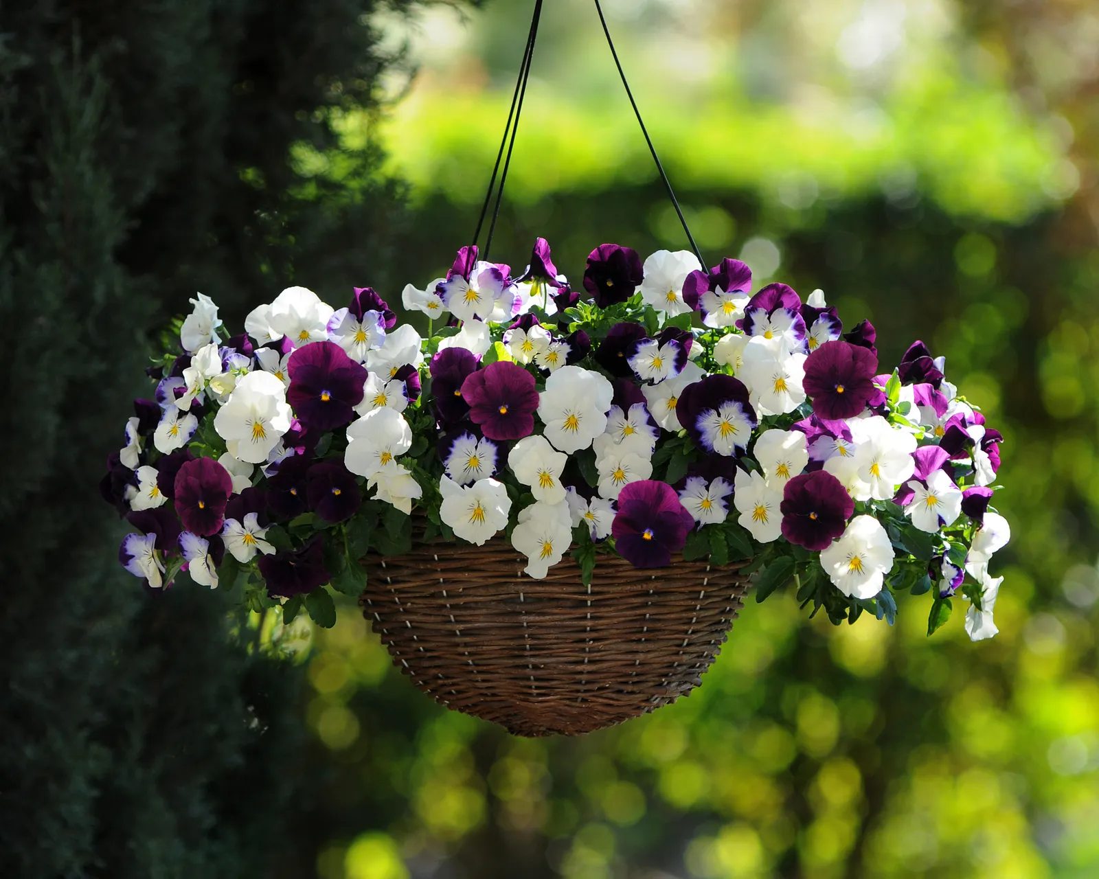 Cool Wave Berries ‘n Cream Mix Pansy