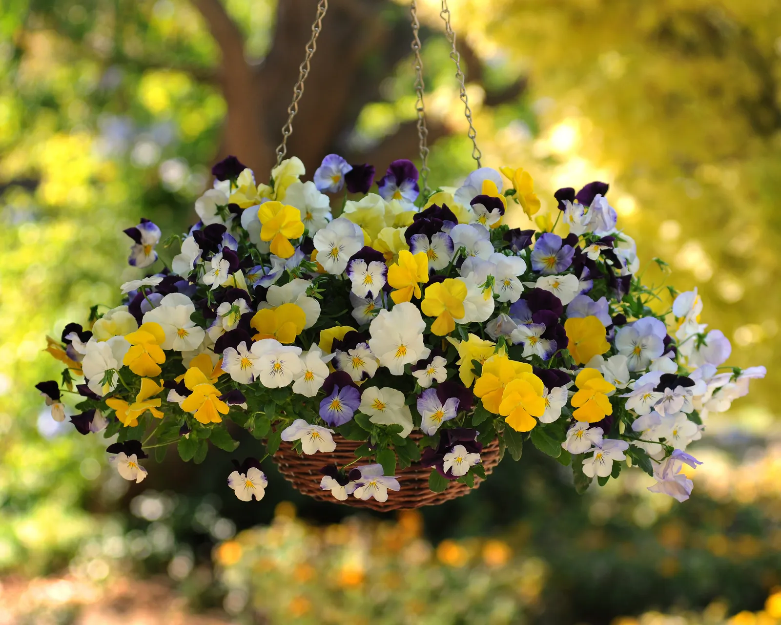 Cool Wave Trailing Hybrid Mix Pansy