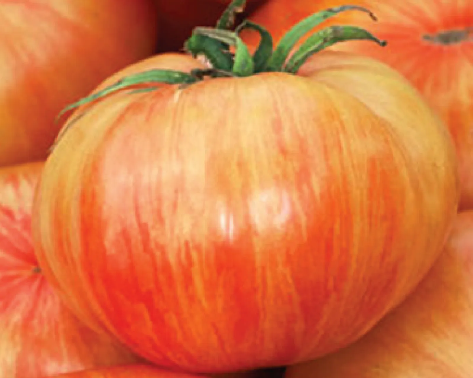 Copia Tomatoes