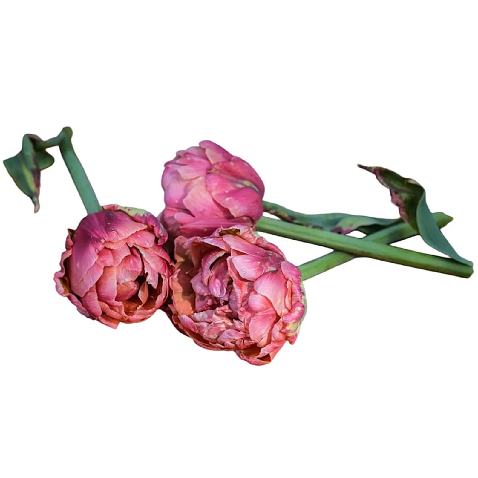 Copper Image Tulips
