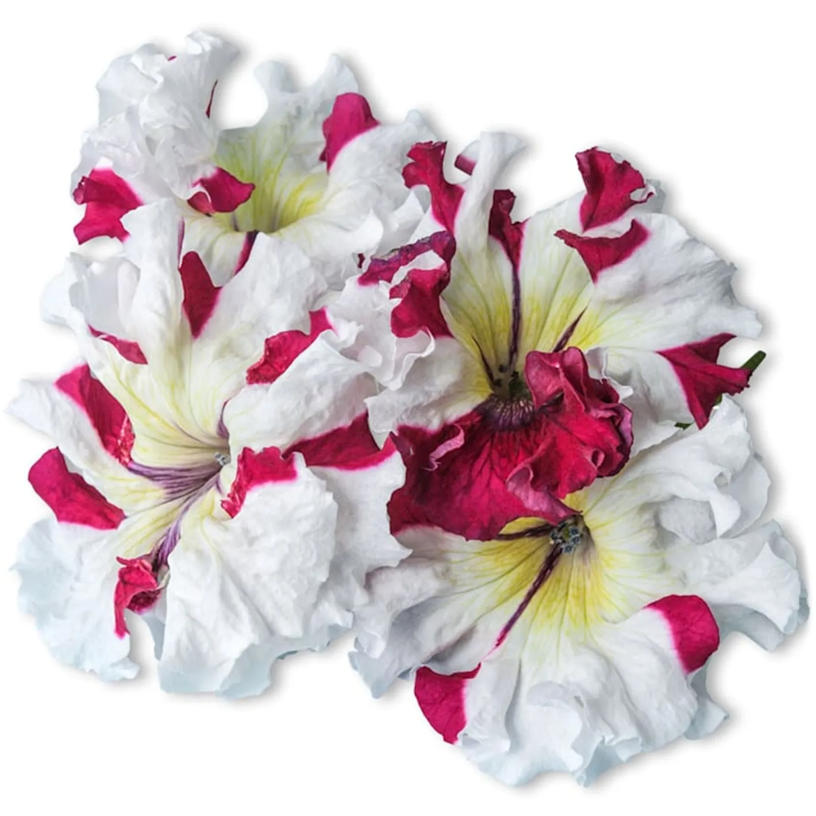 Copper Spotted Petunia