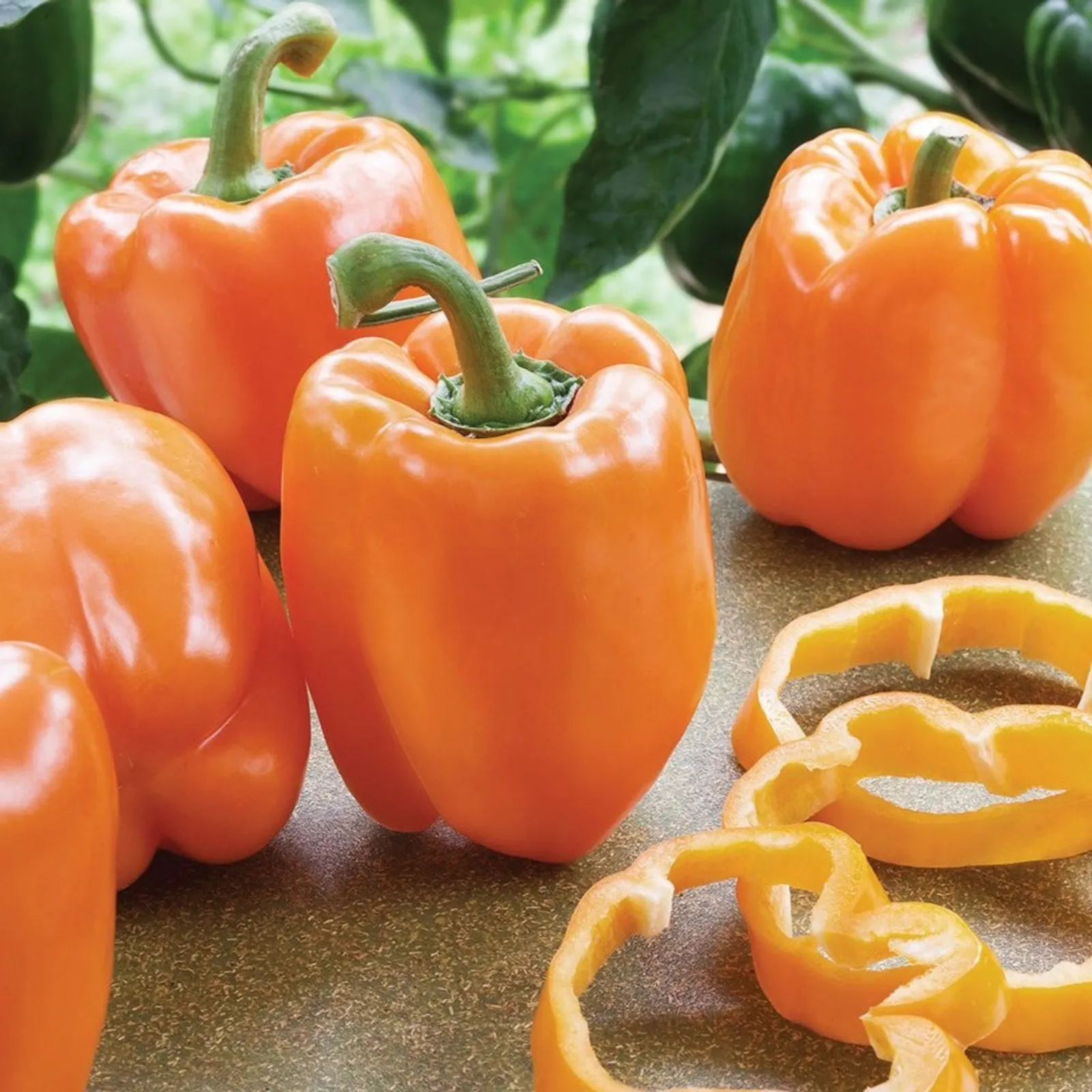 Coral Bell Peppers