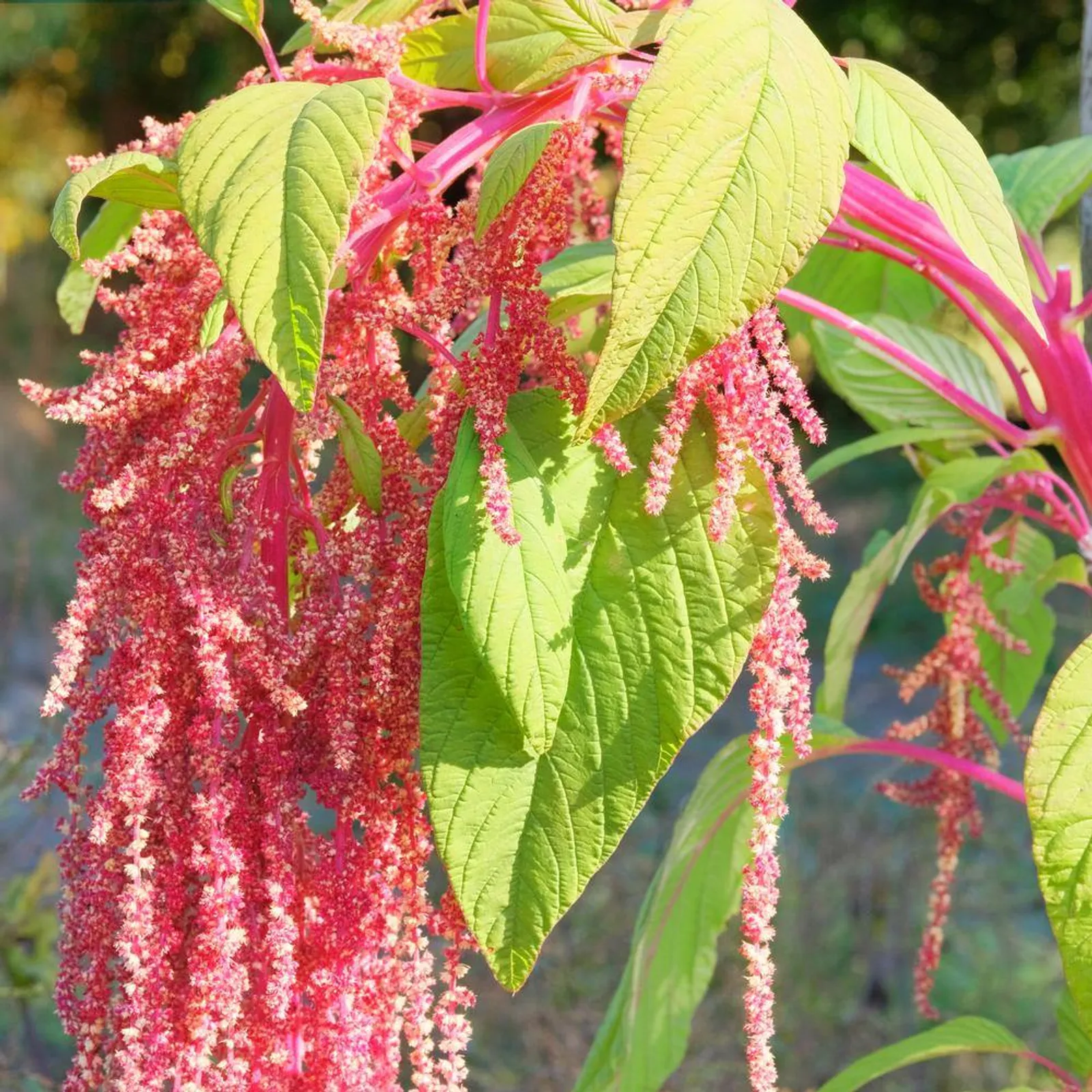 Coral Fountain Love-Lies-Bleeding Amaranth