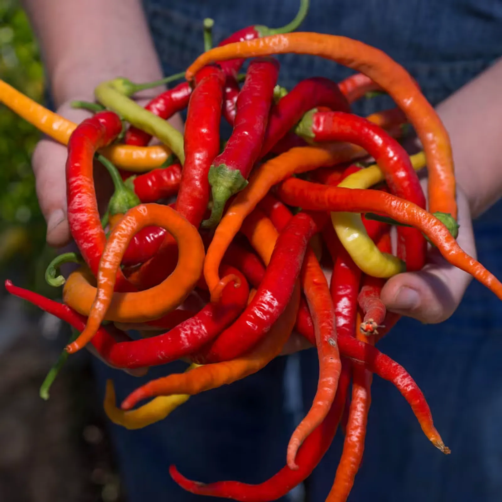 Corbaci Peppers