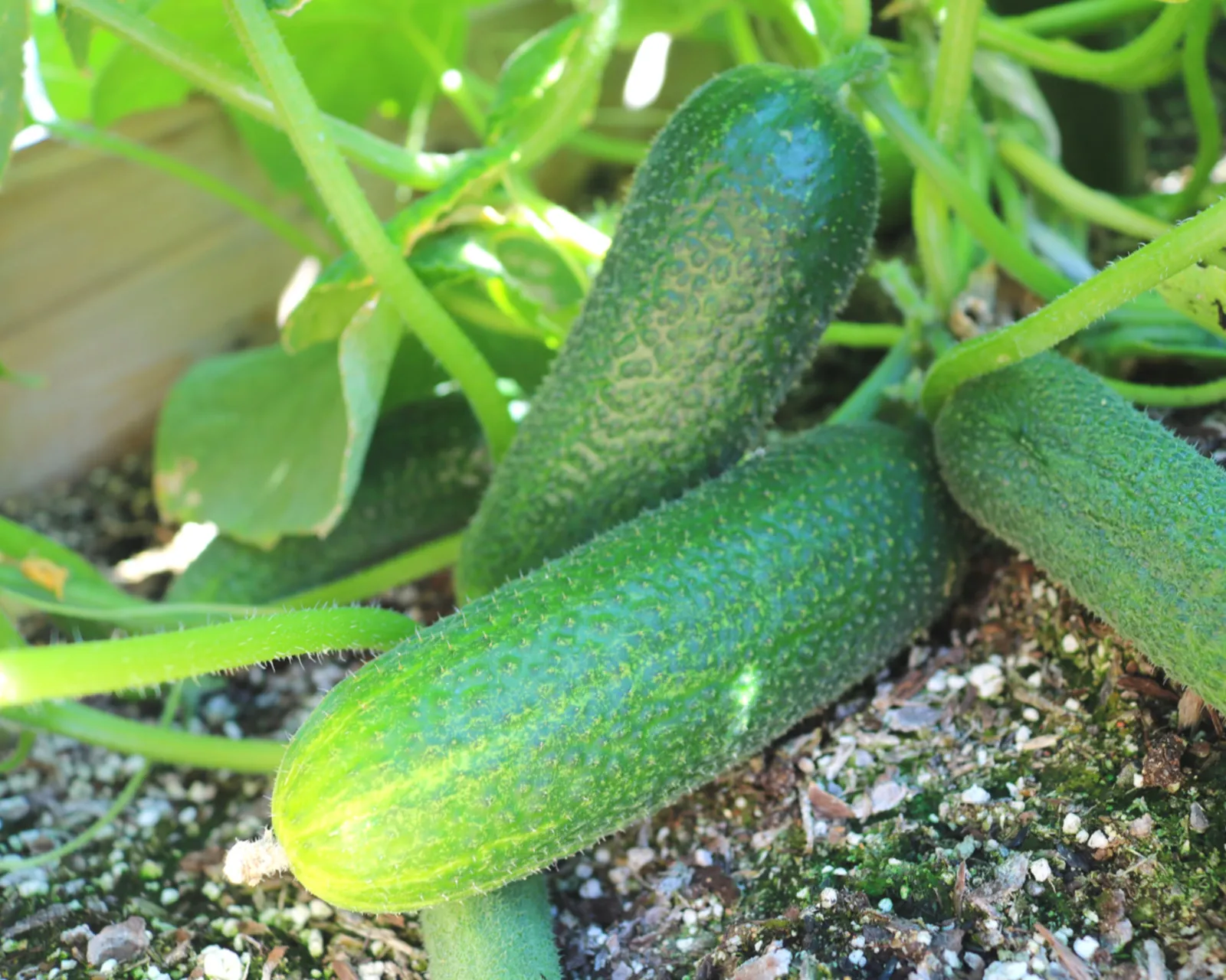 Corentine Pickling Cucumbers