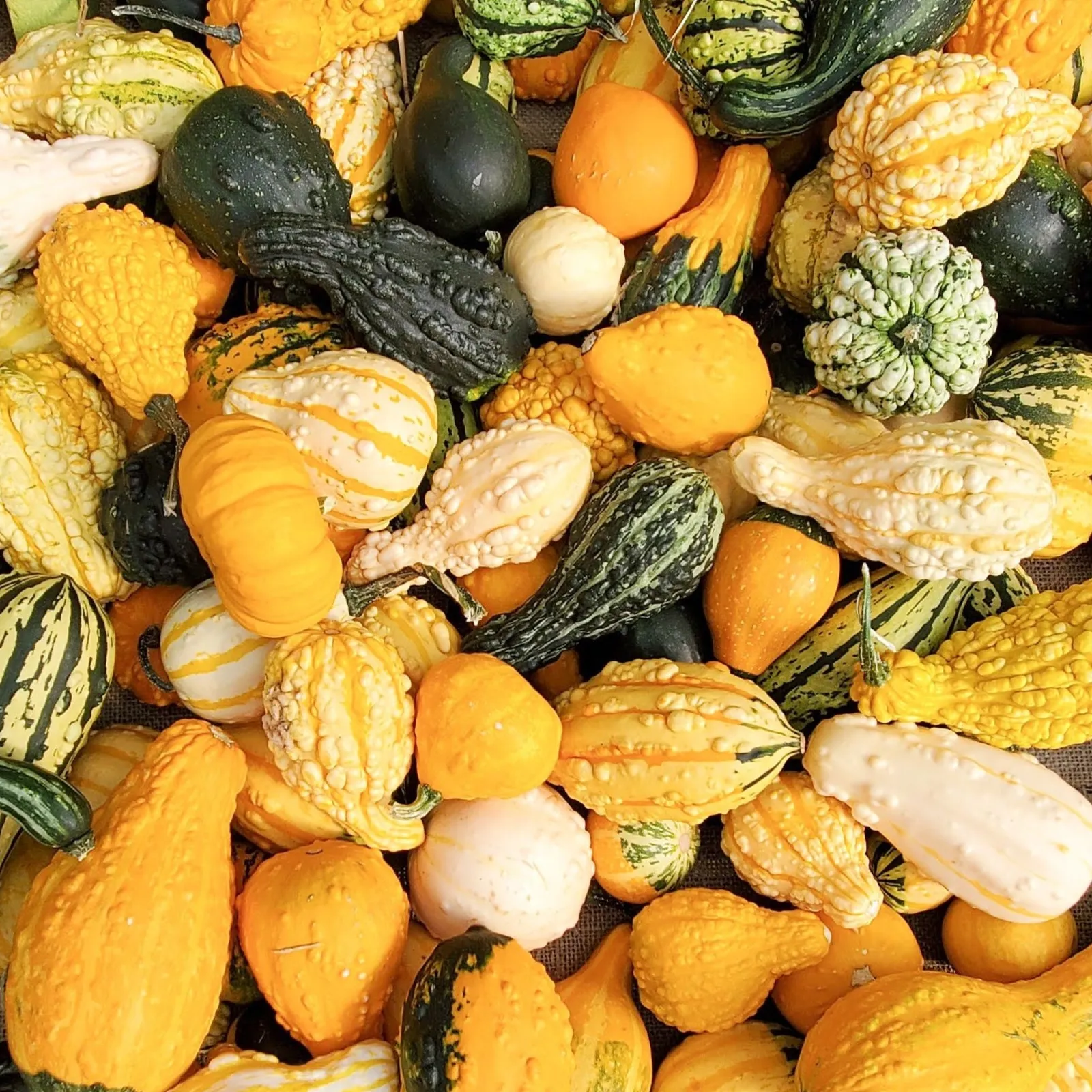 Cornucopia Mix Gourds