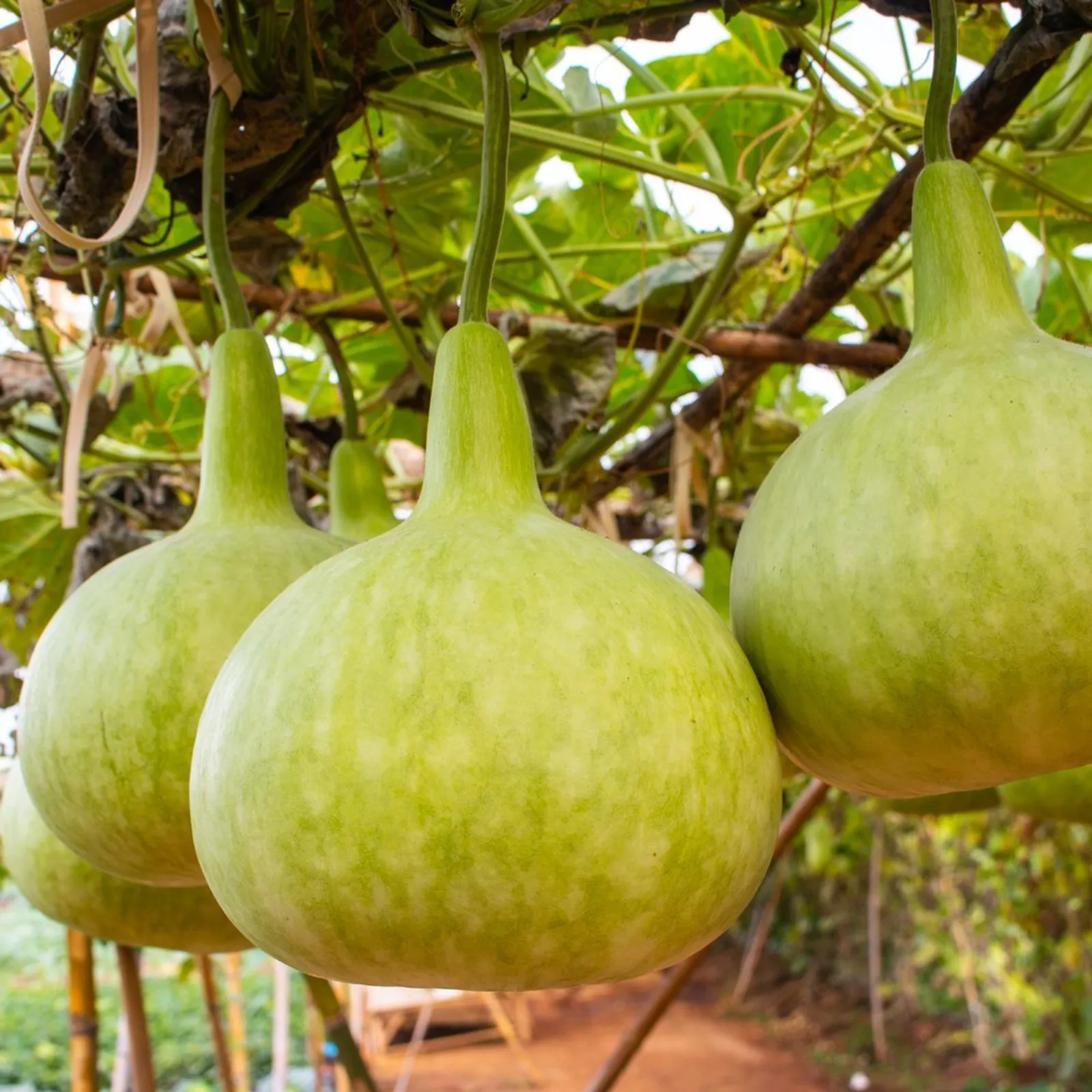 Corsican Hard-Shelled Gourds