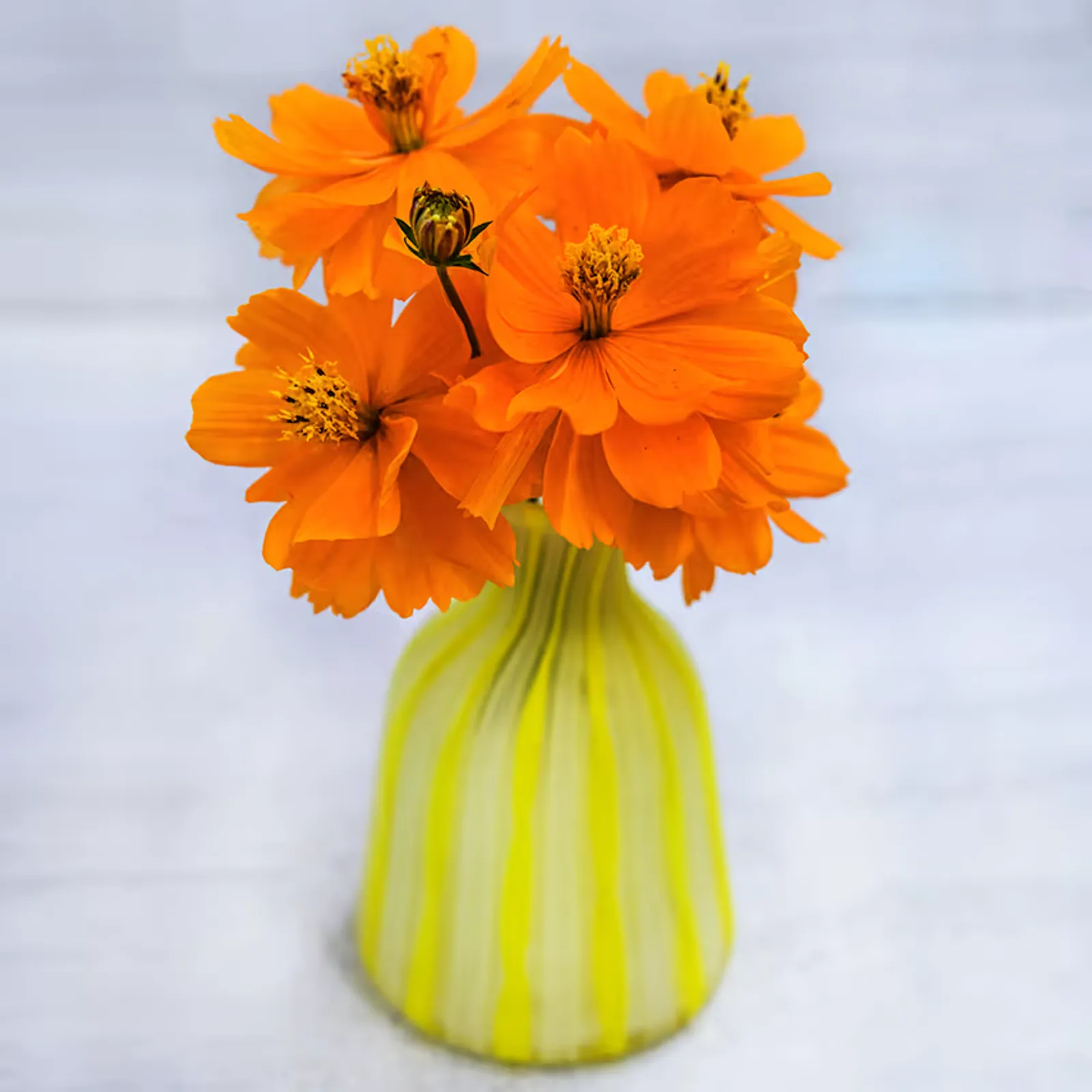 Cosmic Orange Cosmos