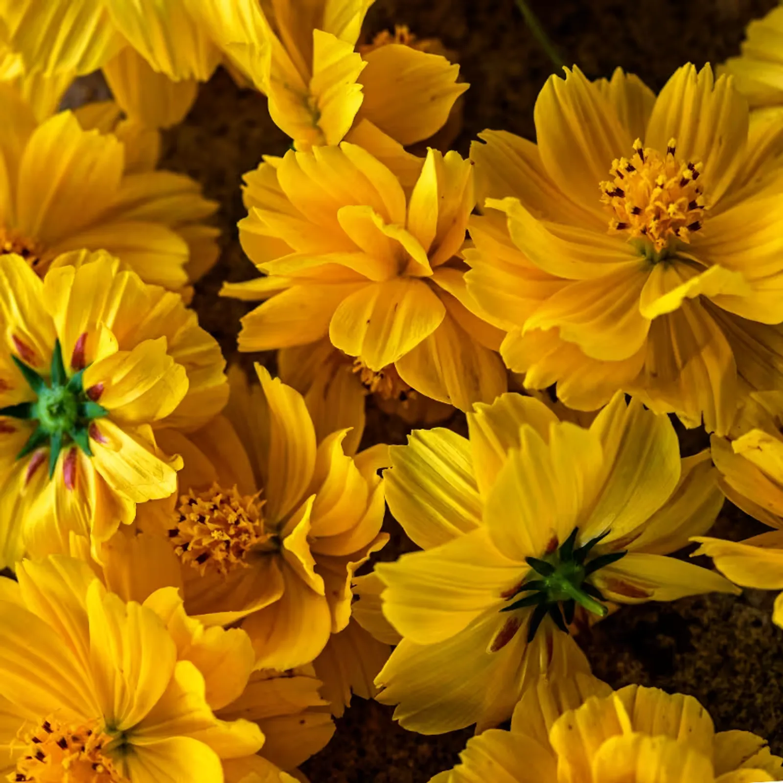 Cosmic Yellow Cosmos