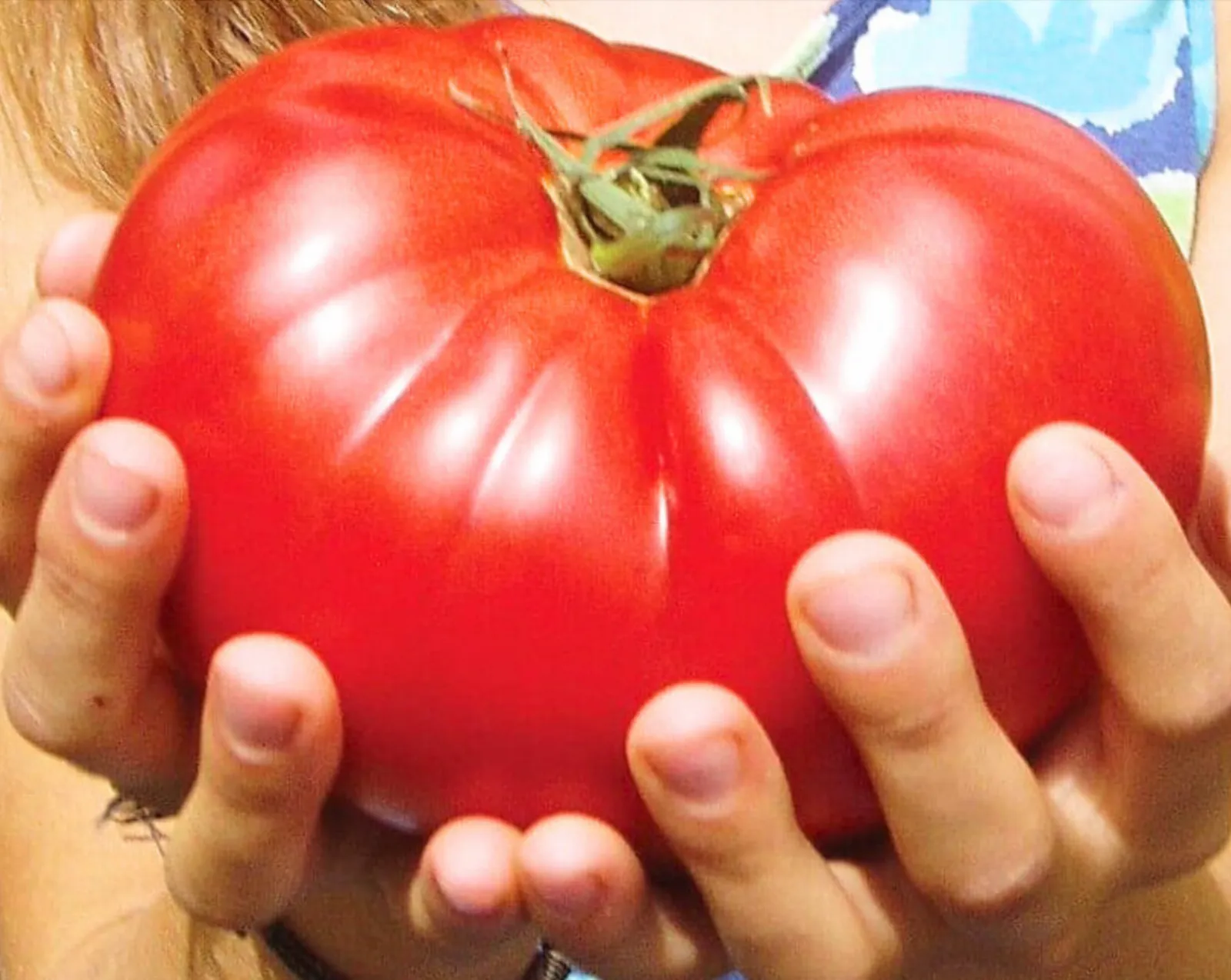 Country Taste Hybrid Beefsteak Tomatoes
