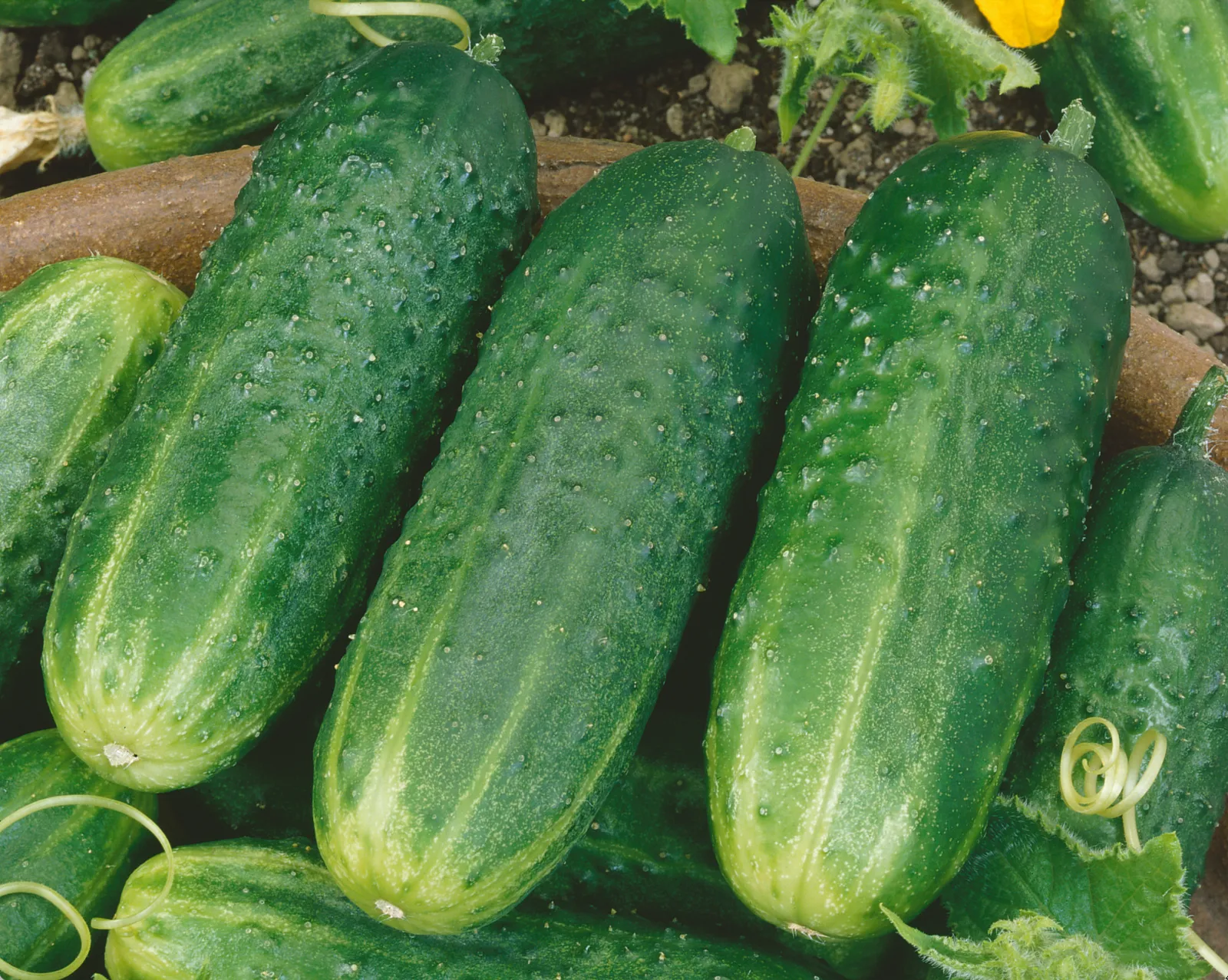 County Fair Improved Cucumbers