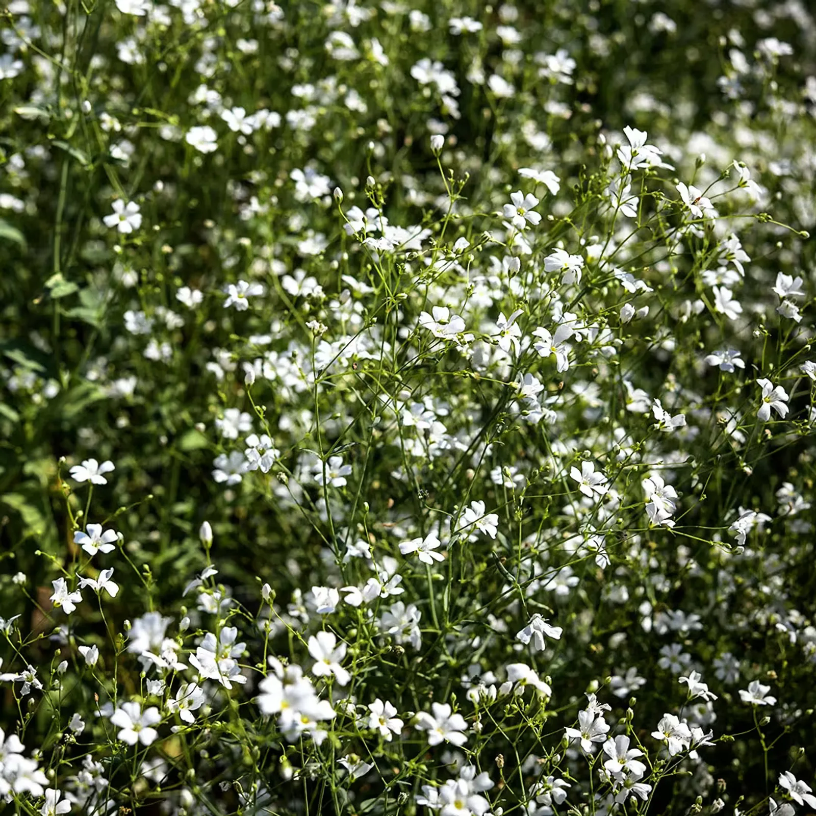 Covent Garden Baby's Breath