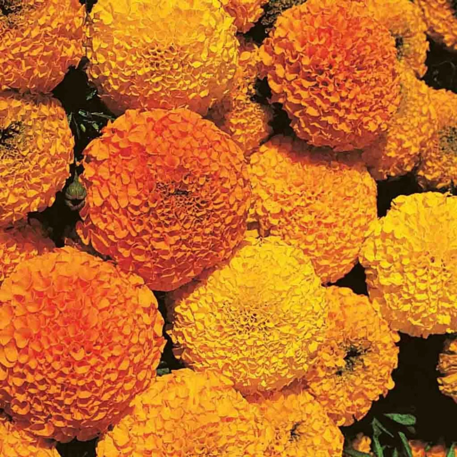 Crackerjack Mix Marigold